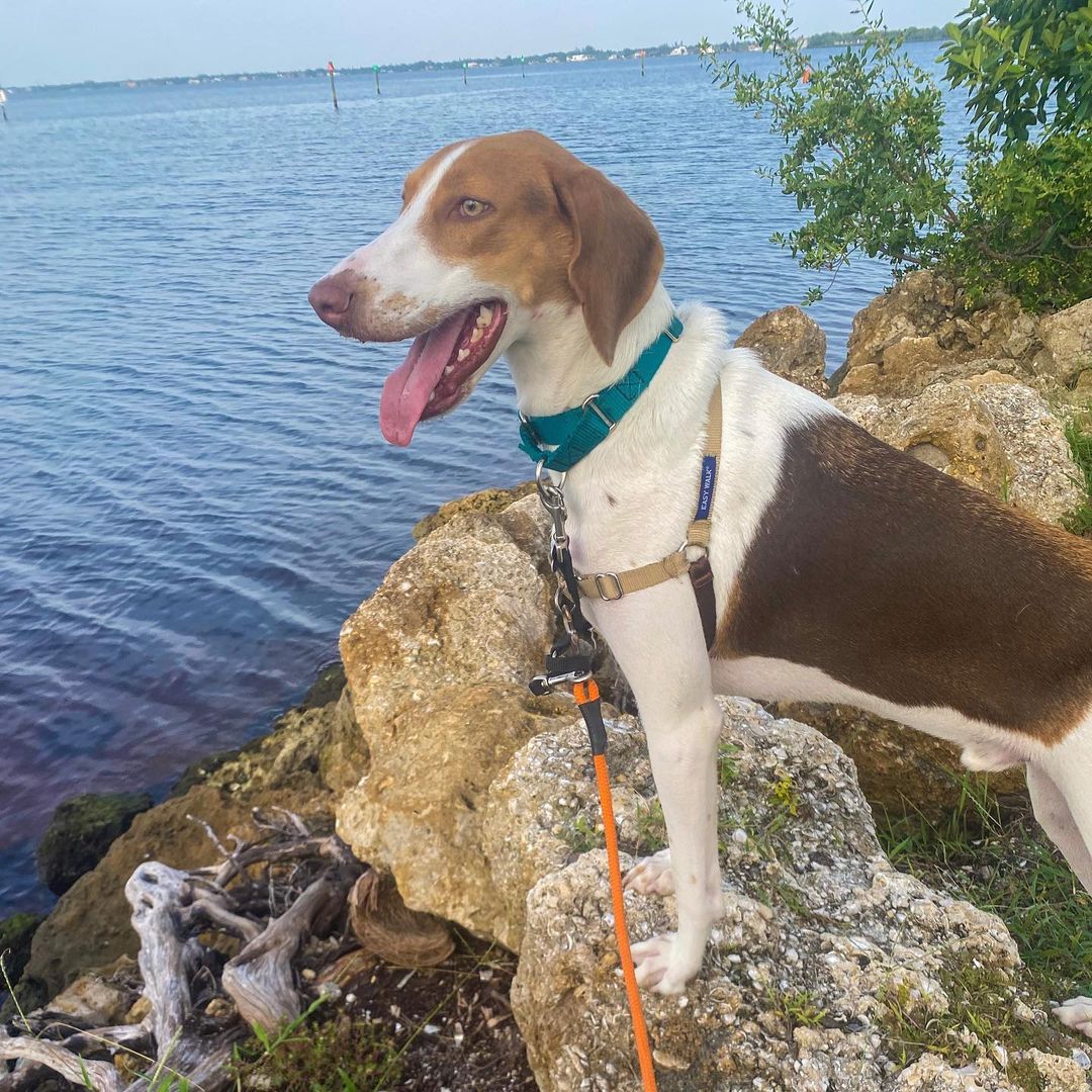 We can’t believe that this handsome boy still hasn’t found his forever home! He has so much love and potential—is there anyone out there looking for Harvey?! 

*
*
*
<a target='_blank' href='https://www.instagram.com/explore/tags/americanfoxhounds/'>#americanfoxhounds</a> <a target='_blank' href='https://www.instagram.com/explore/tags/americanfoxhoundsofinstagram/'>#americanfoxhoundsofinstagram</a> <a target='_blank' href='https://www.instagram.com/explore/tags/foxhounds/'>#foxhounds</a> <a target='_blank' href='https://www.instagram.com/explore/tags/foxhoundsofinstagram/'>#foxhoundsofinstagram</a> <a target='_blank' href='https://www.instagram.com/explore/tags/hounds/'>#hounds</a> <a target='_blank' href='https://www.instagram.com/explore/tags/houndsofinstagram/'>#houndsofinstagram</a> <a target='_blank' href='https://www.instagram.com/explore/tags/houndsofflorida/'>#houndsofflorida</a> <a target='_blank' href='https://www.instagram.com/explore/tags/adoptdontshop/'>#adoptdontshop</a> <a target='_blank' href='https://www.instagram.com/explore/tags/adoptme/'>#adoptme</a> <a target='_blank' href='https://www.instagram.com/explore/tags/adoptables/'>#adoptables</a> <a target='_blank' href='https://www.instagram.com/explore/tags/ewenityfarmrescue/'>#ewenityfarmrescue</a> <a target='_blank' href='https://www.instagram.com/explore/tags/rescuedog/'>#rescuedog</a> <a target='_blank' href='https://www.instagram.com/explore/tags/rescuedogsofinstagram/'>#rescuedogsofinstagram</a> <a target='_blank' href='https://www.instagram.com/explore/tags/fosterdog/'>#fosterdog</a> <a target='_blank' href='https://www.instagram.com/explore/tags/fosterdogsofinstagram/'>#fosterdogsofinstagram</a> <a target='_blank' href='https://www.instagram.com/explore/tags/goodboy/'>#goodboy</a>