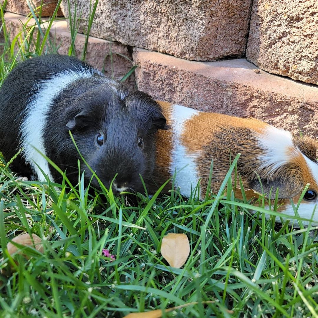 I just love Guinea Pigs 🥰. So loving, fun and make the funniest sounds.
 
Oreo & Cinnamon Roll are looking for a family who has time for them, will provide exercise, a well balanced diet and give them lots of smooches 💋.

They come with a cage, bedding, hay, etc. I will also provide a list of approved fresh food and the quantities. They must have a constant supply of hay, which you can get at Petsmart, Petco, Jones Feed n Tack, Walmart... 

https://crazy4pawz.org/interest-form