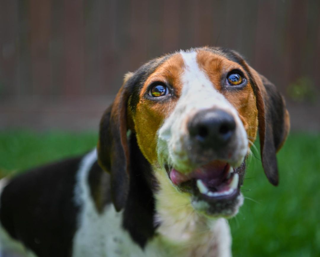 Lucky is looking for his forever home! Lucky is a very sweet and playful young guy who loves his toys. He would love an active family or a sibling to romp around with. He would make the absolute perfect companion! You can fill out an application on our website. 🐾 <a target='_blank' href='https://www.instagram.com/explore/tags/rescuedogsofinstagram/'>#rescuedogsofinstagram</a> <a target='_blank' href='https://www.instagram.com/explore/tags/dogsforadoption/'>#dogsforadoption</a> <a target='_blank' href='https://www.instagram.com/explore/tags/lowcountry/'>#lowcountry</a> <a target='_blank' href='https://www.instagram.com/explore/tags/lowcountryrescue/'>#lowcountryrescue</a> <a target='_blank' href='https://www.instagram.com/explore/tags/adoptdontshop/'>#adoptdontshop</a>