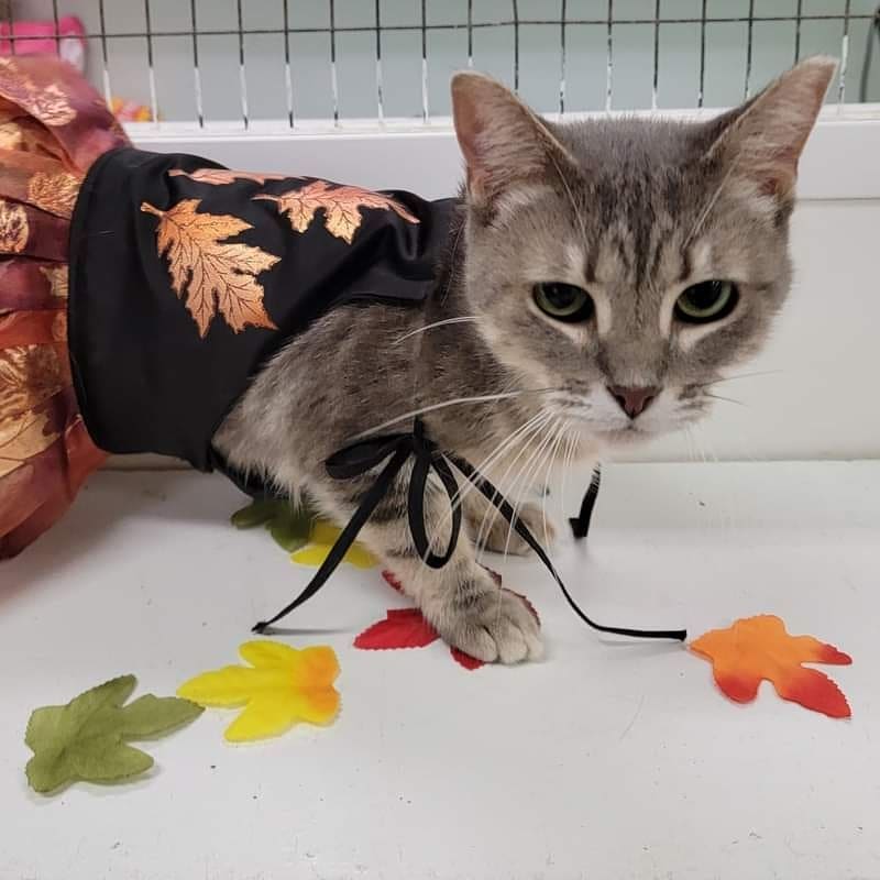 Happy First Day of Fall!! 

<a target='_blank' href='https://www.instagram.com/explore/tags/firstdayoffall/'>#firstdayoffall</a> <a target='_blank' href='https://www.instagram.com/explore/tags/shelterpets/'>#shelterpets</a> <a target='_blank' href='https://www.instagram.com/explore/tags/adoptablepets/'>#adoptablepets</a> <a target='_blank' href='https://www.instagram.com/explore/tags/cats/'>#cats</a> <a target='_blank' href='https://www.instagram.com/explore/tags/fog/'>#fog</a> <a target='_blank' href='https://www.instagram.com/explore/tags/adoptdontshop/'>#adoptdontshop</a> <a target='_blank' href='https://www.instagram.com/explore/tags/cute/'>#cute</a>