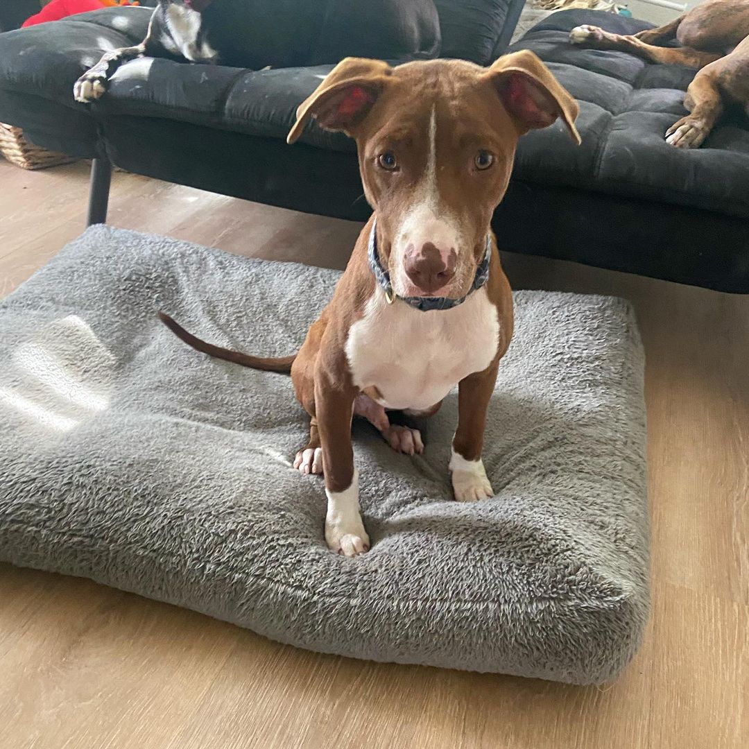 Malyen had a great time at the adoption event yesterday but no one wanted to adopt him! 😩 this little guy is about 5 months old and his tail never stops wagging! 

He loves to play with other dogs, run around in the yard, or take a nice nap! He is also doing great with potty training. Malyen is the last one left of his litter and ready for that special family to decide he is meant to be theirs ❤️

Use the link in our bio to apply to adopt Malyen ☺️

<a target='_blank' href='https://www.instagram.com/explore/tags/adoptdontshop/'>#adoptdontshop</a> <a target='_blank' href='https://www.instagram.com/explore/tags/opttoadopt/'>#opttoadopt</a> <a target='_blank' href='https://www.instagram.com/explore/tags/dontbreedorbuy/'>#dontbreedorbuy</a> <a target='_blank' href='https://www.instagram.com/explore/tags/dogsofinstagram/'>#dogsofinstagram</a> <a target='_blank' href='https://www.instagram.com/explore/tags/dogsofig/'>#dogsofig</a> <a target='_blank' href='https://www.instagram.com/explore/tags/dontbullymybreed/'>#dontbullymybreed</a> <a target='_blank' href='https://www.instagram.com/explore/tags/adoption/'>#adoption</a> <a target='_blank' href='https://www.instagram.com/explore/tags/adoptable/'>#adoptable</a> <a target='_blank' href='https://www.instagram.com/explore/tags/foster/'>#foster</a> <a target='_blank' href='https://www.instagram.com/explore/tags/dogsarelife/'>#dogsarelife</a> <a target='_blank' href='https://www.instagram.com/explore/tags/fosterdog/'>#fosterdog</a> <a target='_blank' href='https://www.instagram.com/explore/tags/fosterdogsofinstagram/'>#fosterdogsofinstagram</a> <a target='_blank' href='https://www.instagram.com/explore/tags/ilovedogs/'>#ilovedogs</a> <a target='_blank' href='https://www.instagram.com/explore/tags/pensacola/'>#pensacola</a> <a target='_blank' href='https://www.instagram.com/explore/tags/foley/'>#foley</a> <a target='_blank' href='https://www.instagram.com/explore/tags/mobile/'>#mobile</a> <a target='_blank' href='https://www.instagram.com/explore/tags/daphne/'>#daphne</a> <a target='_blank' href='https://www.instagram.com/explore/tags/gulfcoast/'>#gulfcoast</a> <a target='_blank' href='https://www.instagram.com/explore/tags/dogsofpensacola/'>#dogsofpensacola</a> <a target='_blank' href='https://www.instagram.com/explore/tags/fosterssavelives/'>#fosterssavelives</a> <a target='_blank' href='https://www.instagram.com/explore/tags/puppiesofig/'>#puppiesofig</a> <a target='_blank' href='https://www.instagram.com/explore/tags/babypuppies/'>#babypuppies</a> <a target='_blank' href='https://www.instagram.com/explore/tags/fosterpuppies/'>#fosterpuppies</a> <a target='_blank' href='https://www.instagram.com/explore/tags/boxermix/'>#boxermix</a>