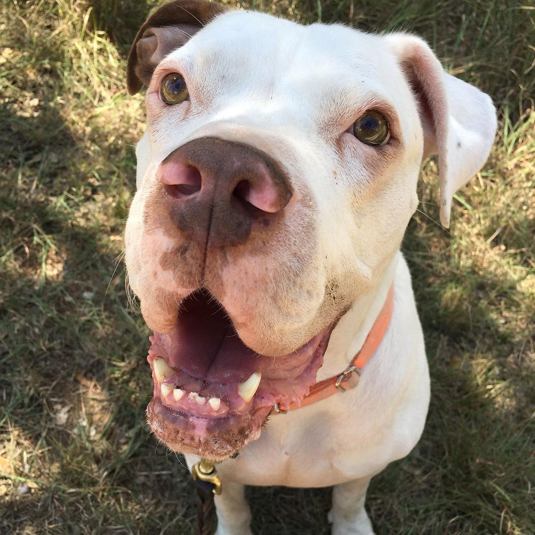 Oh c'mon. How can you resist my adorable smushiness?!

Adopt Chato in the Austin, Texas area.
<a target='_blank' href='https://www.instagram.com/explore/tags/adoptdontshop/'>#adoptdontshop</a> <a target='_blank' href='https://www.instagram.com/explore/tags/fosteringsaveslives/'>#fosteringsaveslives</a> <a target='_blank' href='https://www.instagram.com/explore/tags/americanbulldog/'>#americanbulldog</a> <a target='_blank' href='https://www.instagram.com/explore/tags/boxermix/'>#boxermix</a> <a target='_blank' href='https://www.instagram.com/explore/tags/whitedog/'>#whitedog</a> <a target='_blank' href='https://www.instagram.com/explore/tags/dirtydog/'>#dirtydog</a> <a target='_blank' href='https://www.instagram.com/explore/tags/smushyface/'>#smushyface</a> <a target='_blank' href='https://www.instagram.com/explore/tags/centraltexas/'>#centraltexas</a>