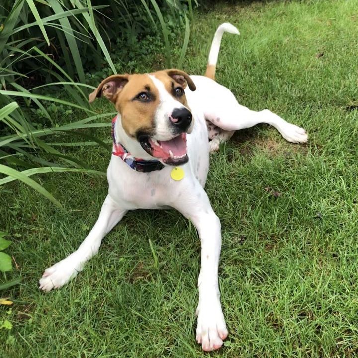 You’ll hit the mother load adopting Cash💚 This handsome boy is about 1 year old and 56 pounds. 
Cash spends his days playing with toys, going for walks, running in the yard, and hanging out with people. He knows sit, lay down, no, let’s go for a walk, and he is house trained. Ask Cash if he wants to go for a walk or go to the park and his tail wags like crazy!
Cash is also affectionate and enjoys being with everyone. He loves attention when you talk to him or give him belly rubs. He always finds a cozy area in the house where he can lay down with his favorite teddy or blankie. Whether your cooking or watching a movie, Cash will be sitting right there by your side! If you want a wonderful companion - Cash is the one! 
Contact us today so you can meet Cash: FureverHomeDogRescue@gmail.com
Visit www.FHDR.petfinder.com for more about Cash!
<a target='_blank' href='https://www.instagram.com/explore/tags/fureverhomedogrescue/'>#fureverhomedogrescue</a> <a target='_blank' href='https://www.instagram.com/explore/tags/fhdr/'>#fhdr</a> <a target='_blank' href='https://www.instagram.com/explore/tags/rescuedog/'>#rescuedog</a> <a target='_blank' href='https://www.instagram.com/explore/tags/dogforadoption/'>#dogforadoption</a> <a target='_blank' href='https://www.instagram.com/explore/tags/adoptdontshop/'>#adoptdontshop</a> <a target='_blank' href='https://www.instagram.com/explore/tags/fureverhomeneeded/'>#fureverhomeneeded</a>