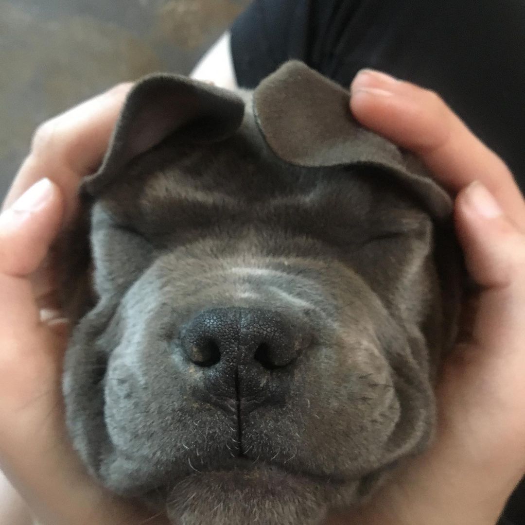 Happy Monday!  Mondays are much easier when you have a puppy to squish!  <a target='_blank' href='https://www.instagram.com/explore/tags/adopt/'>#adopt</a> <a target='_blank' href='https://www.instagram.com/explore/tags/staffiesofinstagram/'>#staffiesofinstagram</a> <a target='_blank' href='https://www.instagram.com/explore/tags/staffiepuppy/'>#staffiepuppy</a> <a target='_blank' href='https://www.instagram.com/explore/tags/iminlovewithyou/'>#iminlovewithyou</a> <a target='_blank' href='https://www.instagram.com/explore/tags/adoptdontshop/'>#adoptdontshop</a>