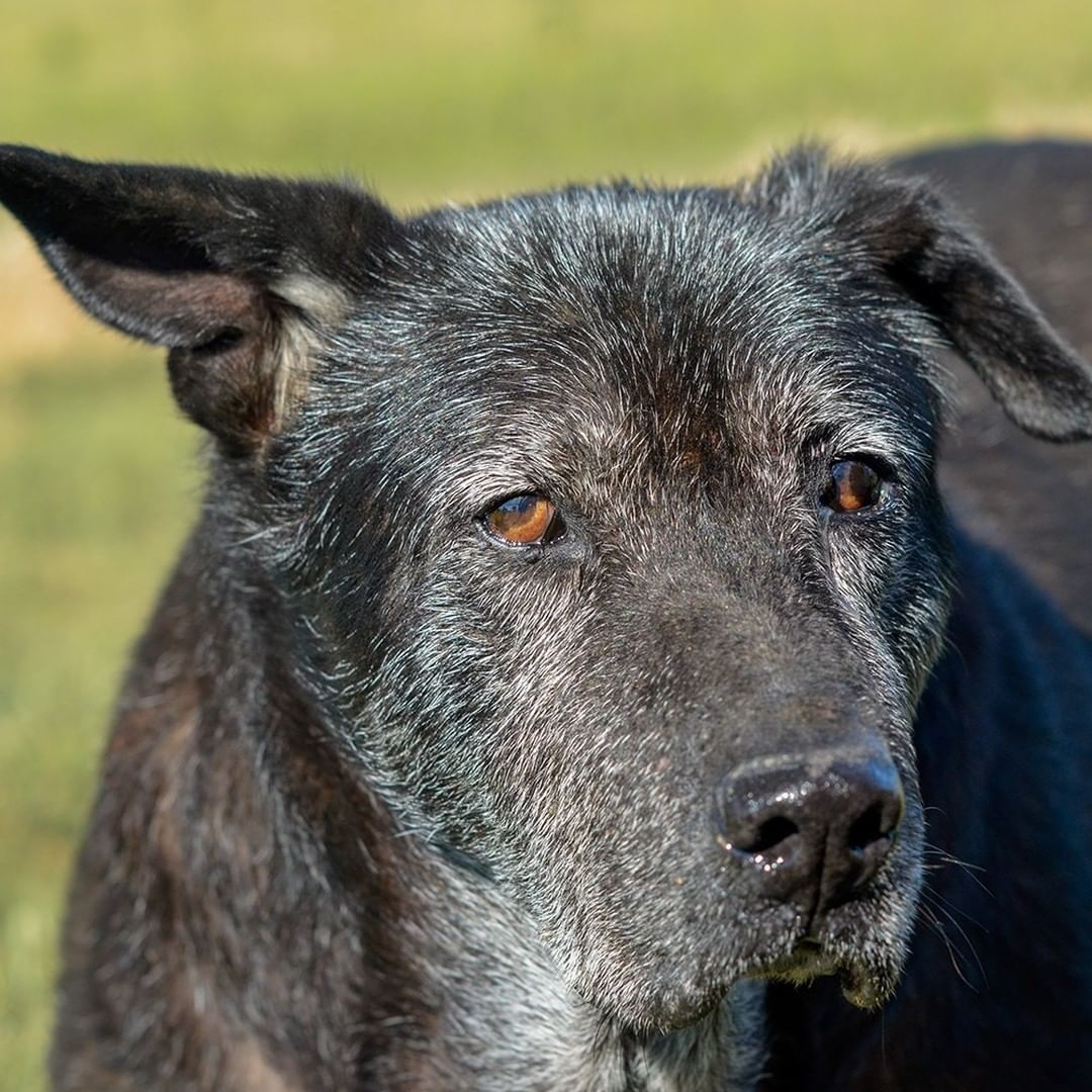 My trip to the rainbow bridge is rapidly approaching.  I had a beautiful solid black coat when I came here and now I’m nearly all white.  I’ve been at TBC since January 2009, and since I’m nearly 15 years old, that means I’ve lived here almost my entire life – 13 years...that is 4,650 days.  I know I’m loved, but I want more than anything to know the unconditional love of a real family and to love them back unconditionally 

I don’t need much because I pretty much sleep all day now.  I dream of a big new soft dog bed, good food and fresh water.  I want to be able to walk outside and lay in the shade of a big tree and feel fresh grass under my feet.  I also want somebody to tell me how special I am, hold my paw, and whisper that things will be OK when my time comes.

I will love you more than anything during my last few weeks or months.  Please please please call TBC and take me home. 

Please pass this along and continue to LIKE, SHARE, and TAG my post so I can go home before I cross the bridge.

If you would like to adopt me, please complete the pre-qualification application at this link: https://bit.ly/2CCVFPV

Please visit https://www.tbcanimalrescue.com/how-to-help to learn about the many ways to help Texas Best Choices Animal Rescue.

<a target='_blank' href='https://www.instagram.com/explore/tags/AdoptDontShop/'>#AdoptDontShop</a> <a target='_blank' href='https://www.instagram.com/explore/tags/TBCAnimalRescue/'>#TBCAnimalRescue</a> <a target='_blank' href='https://www.instagram.com/explore/tags/RescueDogs/'>#RescueDogs</a>