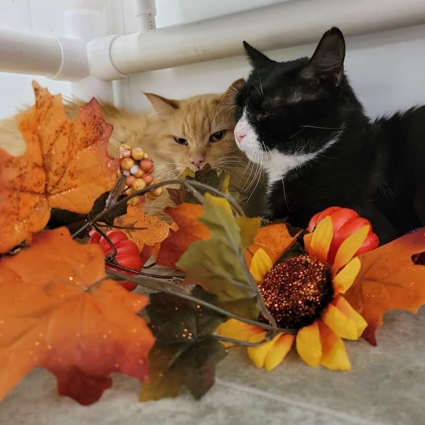 Happy First Day of Fall!! 

<a target='_blank' href='https://www.instagram.com/explore/tags/firstdayoffall/'>#firstdayoffall</a> <a target='_blank' href='https://www.instagram.com/explore/tags/shelterpets/'>#shelterpets</a> <a target='_blank' href='https://www.instagram.com/explore/tags/adoptablepets/'>#adoptablepets</a> <a target='_blank' href='https://www.instagram.com/explore/tags/cats/'>#cats</a> <a target='_blank' href='https://www.instagram.com/explore/tags/fog/'>#fog</a> <a target='_blank' href='https://www.instagram.com/explore/tags/adoptdontshop/'>#adoptdontshop</a> <a target='_blank' href='https://www.instagram.com/explore/tags/cute/'>#cute</a>