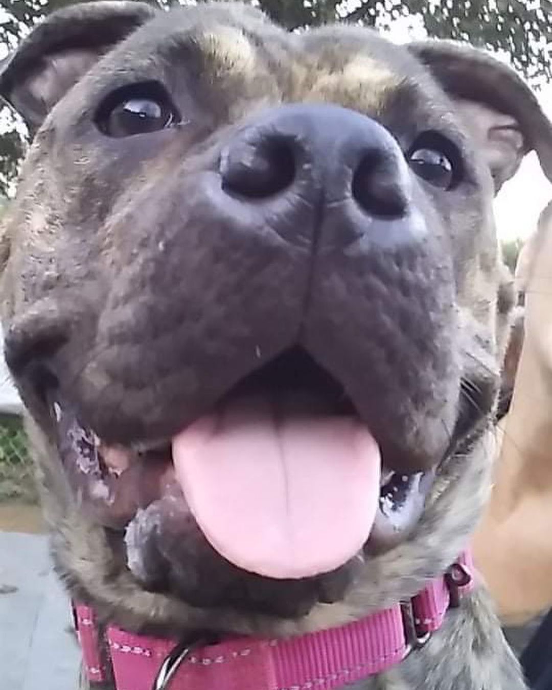 Pittsburgh, PA: meet Dora!! 

She is a 1.5 year old pittie bum looking for a new home at no fault of her own. Dora is crate trained, housebroken, and walks well with a harness. She is good with other dogs of all sizes, and is fine with calm cats but will chase cats if they run. She is also good with people and kids! She has typical pittie energy and likes to play, and also can be a snuggle butt and loves to cuddle!

Dora does still need to be spayed, which we will arrange. 

If anyone can help us by fostering this beautiful girl, or if you’re interested in foster-to-adopt, please reach out and let us know!

If y’all can please share her post we would greatly appreciate it! 🐾💙