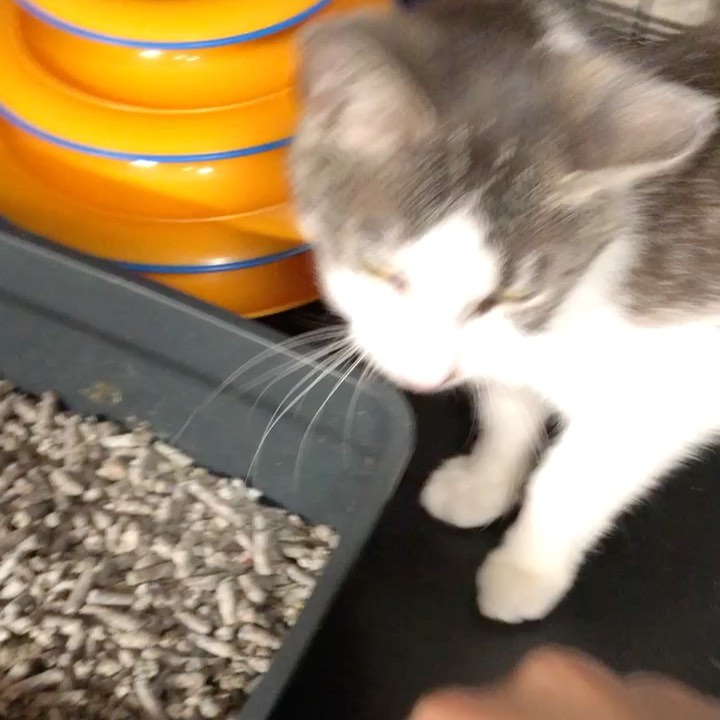 Posted @withregram • @vicki_cat_tnr_bronx 😻Good Morning fellow cat lovers! Sweet Pea here asking everyone for their prayers and positive energy while I undergo invasive surgery today in my nasal cavities to help me breath better again! Do you remember when I was rescued back in late may on accident because I decided to walk in the trap that day instead of the target cat?! Well wow am I THANKFUL! It turned out I didn’t just have a bad URI but the holes in my nasal cavities closed up and my mucus had no where to go so I am ALWAYS congested and ALWAYS have a gross runny nose! The doctors say this was likely either a long untreated URI or genetic ! I have felt icky but am so sweet and have gained a lot of weight from being so skinny! TODAY September 21st , the autumn equinox and a full moon , I go in for surgery where they will open up my nasal cavities and place stents to train them to stay open . I’m nervous but hopeful it will be successful! The amazing @nycatcoalition already spent nearly $800 diagnosing my condition and now it’s going to be about $2000 to fix me up! Can you help them? Their PayPal is PayPal.me/nycatcoal you can also check out their Instagram bio for all ways to donate including becoming a monthly Patreon! 😻 I owe my life to them . Help them help more cats like me! Thank you!! I’m sure they will update you when I’m out of surgery at @guardianveterinaryspecialists !! 

<a target='_blank' href='https://www.instagram.com/explore/tags/savinglives/'>#savinglives</a> <a target='_blank' href='https://www.instagram.com/explore/tags/catsofinstagram/'>#catsofinstagram</a> <a target='_blank' href='https://www.instagram.com/explore/tags/bronx/'>#bronx</a> <a target='_blank' href='https://www.instagram.com/explore/tags/bronxcats/'>#bronxcats</a> <a target='_blank' href='https://www.instagram.com/explore/tags/meow/'>#meow</a> <a target='_blank' href='https://www.instagram.com/explore/tags/instacat/'>#instacat</a> <a target='_blank' href='https://www.instagram.com/explore/tags/instagood/'>#instagood</a> <a target='_blank' href='https://www.instagram.com/explore/tags/rescuesaveslives/'>#rescuesaveslives</a> <a target='_blank' href='https://www.instagram.com/explore/tags/fosteringsaveslives/'>#fosteringsaveslives</a> <a target='_blank' href='https://www.instagram.com/explore/tags/veterinariansrock/'>#veterinariansrock</a>
