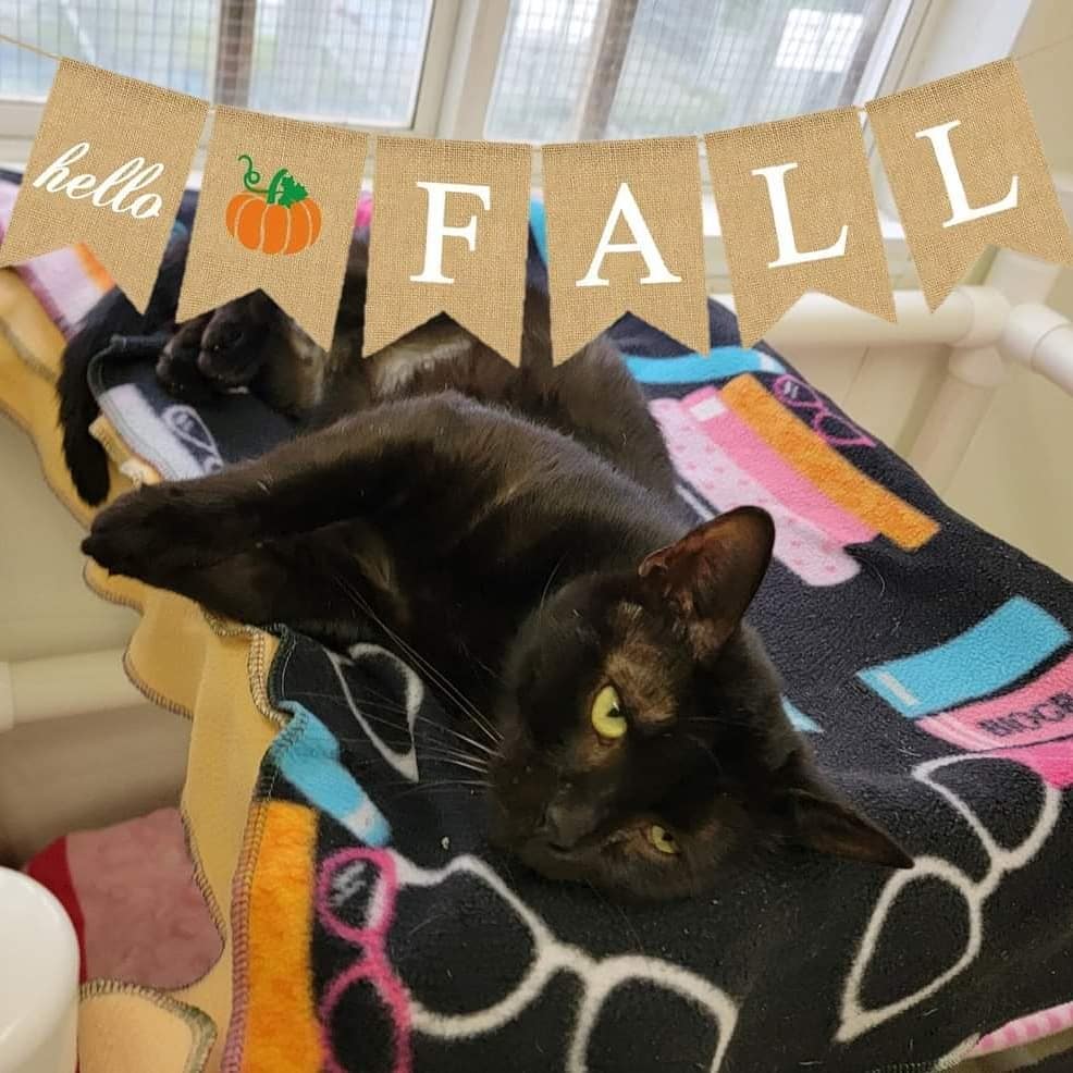 Happy First Day of Fall!! 

<a target='_blank' href='https://www.instagram.com/explore/tags/firstdayoffall/'>#firstdayoffall</a> <a target='_blank' href='https://www.instagram.com/explore/tags/shelterpets/'>#shelterpets</a> <a target='_blank' href='https://www.instagram.com/explore/tags/adoptablepets/'>#adoptablepets</a> <a target='_blank' href='https://www.instagram.com/explore/tags/cats/'>#cats</a> <a target='_blank' href='https://www.instagram.com/explore/tags/fog/'>#fog</a> <a target='_blank' href='https://www.instagram.com/explore/tags/adoptdontshop/'>#adoptdontshop</a> <a target='_blank' href='https://www.instagram.com/explore/tags/cute/'>#cute</a>