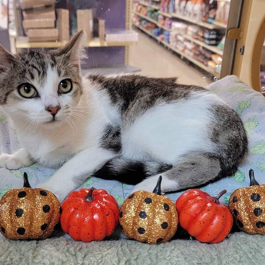 Happy First Day of Fall!! 

<a target='_blank' href='https://www.instagram.com/explore/tags/firstdayoffall/'>#firstdayoffall</a> <a target='_blank' href='https://www.instagram.com/explore/tags/shelterpets/'>#shelterpets</a> <a target='_blank' href='https://www.instagram.com/explore/tags/adoptablepets/'>#adoptablepets</a> <a target='_blank' href='https://www.instagram.com/explore/tags/cats/'>#cats</a> <a target='_blank' href='https://www.instagram.com/explore/tags/fog/'>#fog</a> <a target='_blank' href='https://www.instagram.com/explore/tags/adoptdontshop/'>#adoptdontshop</a> <a target='_blank' href='https://www.instagram.com/explore/tags/cute/'>#cute</a>