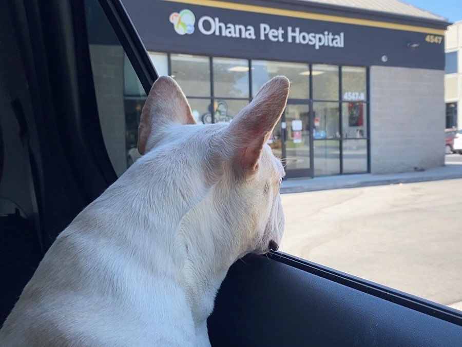 Patiently waiting to go into the Vet🥰