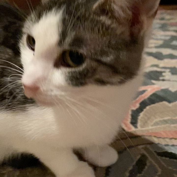 Posted @withregram • @vicki_cat_tnr_bronx 😻Good Morning fellow cat lovers! Sweet Pea here asking everyone for their prayers and positive energy while I undergo invasive surgery today in my nasal cavities to help me breath better again! Do you remember when I was rescued back in late may on accident because I decided to walk in the trap that day instead of the target cat?! Well wow am I THANKFUL! It turned out I didn’t just have a bad URI but the holes in my nasal cavities closed up and my mucus had no where to go so I am ALWAYS congested and ALWAYS have a gross runny nose! The doctors say this was likely either a long untreated URI or genetic ! I have felt icky but am so sweet and have gained a lot of weight from being so skinny! TODAY September 21st , the autumn equinox and a full moon , I go in for surgery where they will open up my nasal cavities and place stents to train them to stay open . I’m nervous but hopeful it will be successful! The amazing @nycatcoalition already spent nearly $800 diagnosing my condition and now it’s going to be about $2000 to fix me up! Can you help them? Their PayPal is PayPal.me/nycatcoal you can also check out their Instagram bio for all ways to donate including becoming a monthly Patreon! 😻 I owe my life to them . Help them help more cats like me! Thank you!! I’m sure they will update you when I’m out of surgery at @guardianveterinaryspecialists !! 

<a target='_blank' href='https://www.instagram.com/explore/tags/savinglives/'>#savinglives</a> <a target='_blank' href='https://www.instagram.com/explore/tags/catsofinstagram/'>#catsofinstagram</a> <a target='_blank' href='https://www.instagram.com/explore/tags/bronx/'>#bronx</a> <a target='_blank' href='https://www.instagram.com/explore/tags/bronxcats/'>#bronxcats</a> <a target='_blank' href='https://www.instagram.com/explore/tags/meow/'>#meow</a> <a target='_blank' href='https://www.instagram.com/explore/tags/instacat/'>#instacat</a> <a target='_blank' href='https://www.instagram.com/explore/tags/instagood/'>#instagood</a> <a target='_blank' href='https://www.instagram.com/explore/tags/rescuesaveslives/'>#rescuesaveslives</a> <a target='_blank' href='https://www.instagram.com/explore/tags/fosteringsaveslives/'>#fosteringsaveslives</a> <a target='_blank' href='https://www.instagram.com/explore/tags/veterinariansrock/'>#veterinariansrock</a>