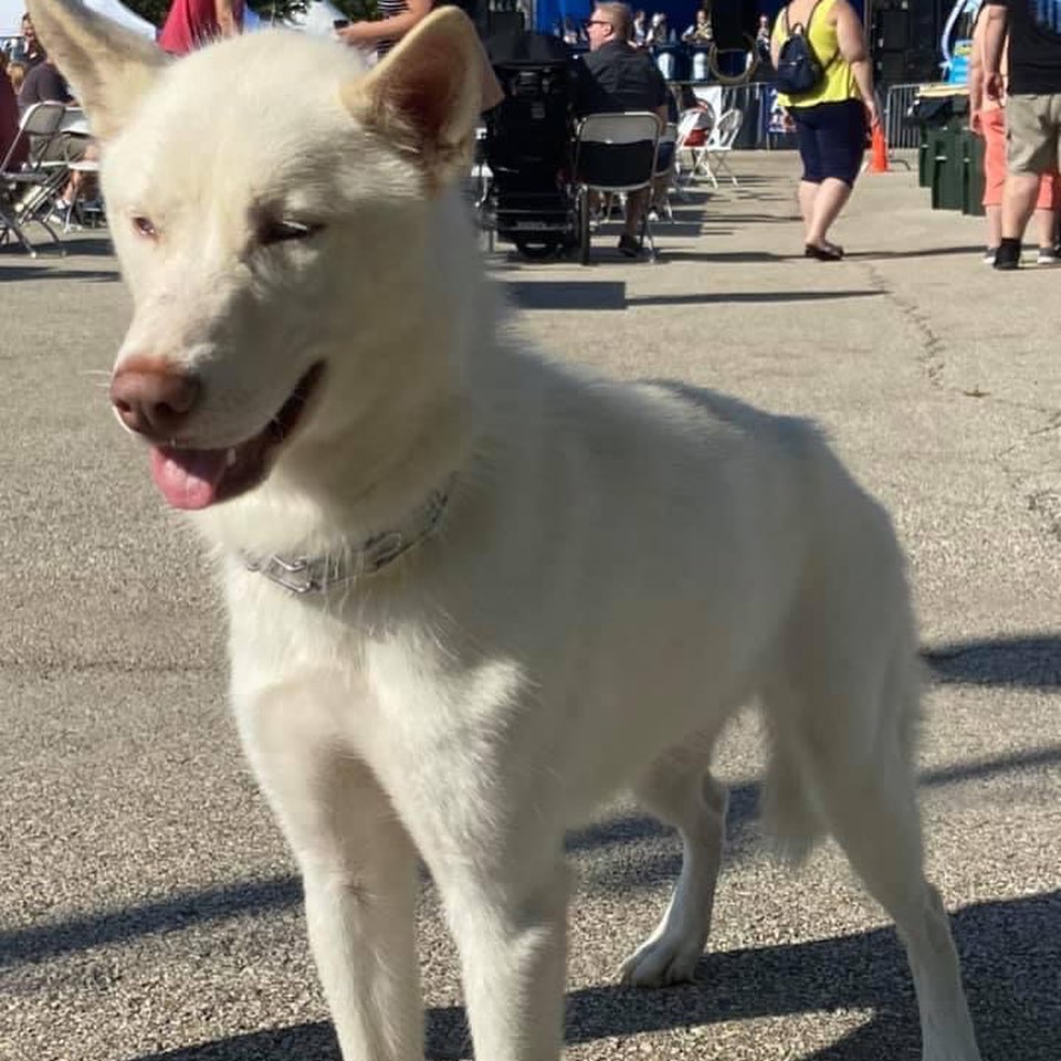 Babette was at Oktoberfest this weekend and met one of our soldiers. She was ready to jump I n the humvee! She’s still looking for her foster or forever home. Please like and share our page. Link in bio for foster or adoption information. <a target='_blank' href='https://www.instagram.com/explore/tags/dogsofinstagram/'>#dogsofinstagram</a> <a target='_blank' href='https://www.instagram.com/explore/tags/adoptdontshop/'>#adoptdontshop</a> <a target='_blank' href='https://www.instagram.com/explore/tags/adoptme/'>#adoptme</a> <a target='_blank' href='https://www.instagram.com/explore/tags/adoptadog/'>#adoptadog</a> <a target='_blank' href='https://www.instagram.com/explore/tags/lookingforahome/'>#lookingforahome</a> <a target='_blank' href='https://www.instagram.com/explore/tags/foreverhome/'>#foreverhome</a> <a target='_blank' href='https://www.instagram.com/explore/tags/rescuedog/'>#rescuedog</a> <a target='_blank' href='https://www.instagram.com/explore/tags/fosterdog/'>#fosterdog</a> <a target='_blank' href='https://www.instagram.com/explore/tags/manypawsglobalrescue/'>#manypawsglobalrescue</a>