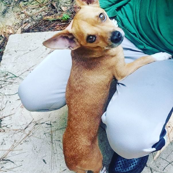 In July we introduced you to Lannister, a very sick boy at the shelter. We wanted to give an update, although there hasn't been as much progress as we had hoped! Lannister was heartworm positive, had pneumonia and was malnourished. We started him on multiple small meals a day, breathing treatments, slow kill treatment for heartworms, steroids and antibiotics...and not much has changed? Lannister is finally gaining weight but after several rounds of antibiotics we had to complete a culture and discovered that he had several resistant bacteria in his nasal canal....which is why he wasn't getting better. We have now started him two other antibiotics in the hopes to knock everything out so that this boy can start living his best life.

We are still looking for a foster to adopt home for Lannister, so that he can make his next step in to furever home as he continues to get better. No other dogs at this time, but he does well with cats. Lannister has a timid streak, going flat when you go to pick him up, but is very people oriented. He will need a calmer home that just wants the love of a furry friend. 

If interested, please message the page for an application.
<a target='_blank' href='https://www.instagram.com/explore/tags/fosteringsaveslives/'>#fosteringsaveslives</a>, <a target='_blank' href='https://www.instagram.com/explore/tags/adopt/'>#adopt</a>, <a target='_blank' href='https://www.instagram.com/explore/tags/dogsofinstagram/'>#dogsofinstagram</a>, <a target='_blank' href='https://www.instagram.com/explore/tags/fostertoadopt/'>#fostertoadopt</a>, <a target='_blank' href='https://www.instagram.com/explore/tags/lannister/'>#lannister</a>