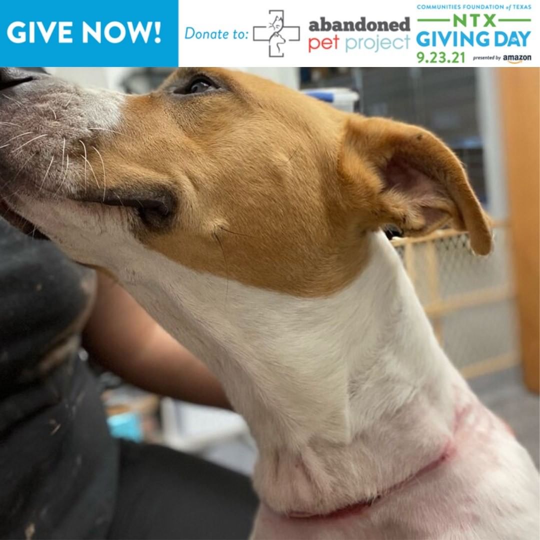 Your donations help us save lives like Twila's! Twila is only about a year and a half but has already been through some things in her life. Thanks to our supporters (that's YOU!) we are able to bring pups like Twila into our program! She's currently receiving laser treatments on her neck injury, most likely caused by a rope, chain, or cable. Now this sweet and playful girl is on the mend and on her way to getting lifesaving heartworm as well.

To help us save more lives like Twila's, please donate today at bit.ly/APPNTxGD for your donations to go even further! <a target='_blank' href='https://www.instagram.com/explore/tags/BeTheGood/'>#BeTheGood</a> <a target='_blank' href='https://www.instagram.com/explore/tags/NTxGivingDay/'>#NTxGivingDay</a>