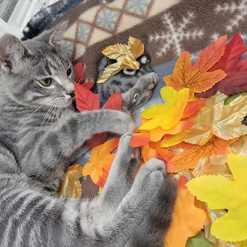 Happy First Day of Fall!! 

<a target='_blank' href='https://www.instagram.com/explore/tags/firstdayoffall/'>#firstdayoffall</a> <a target='_blank' href='https://www.instagram.com/explore/tags/shelterpets/'>#shelterpets</a> <a target='_blank' href='https://www.instagram.com/explore/tags/adoptablepets/'>#adoptablepets</a> <a target='_blank' href='https://www.instagram.com/explore/tags/cats/'>#cats</a> <a target='_blank' href='https://www.instagram.com/explore/tags/fog/'>#fog</a> <a target='_blank' href='https://www.instagram.com/explore/tags/adoptdontshop/'>#adoptdontshop</a> <a target='_blank' href='https://www.instagram.com/explore/tags/cute/'>#cute</a>