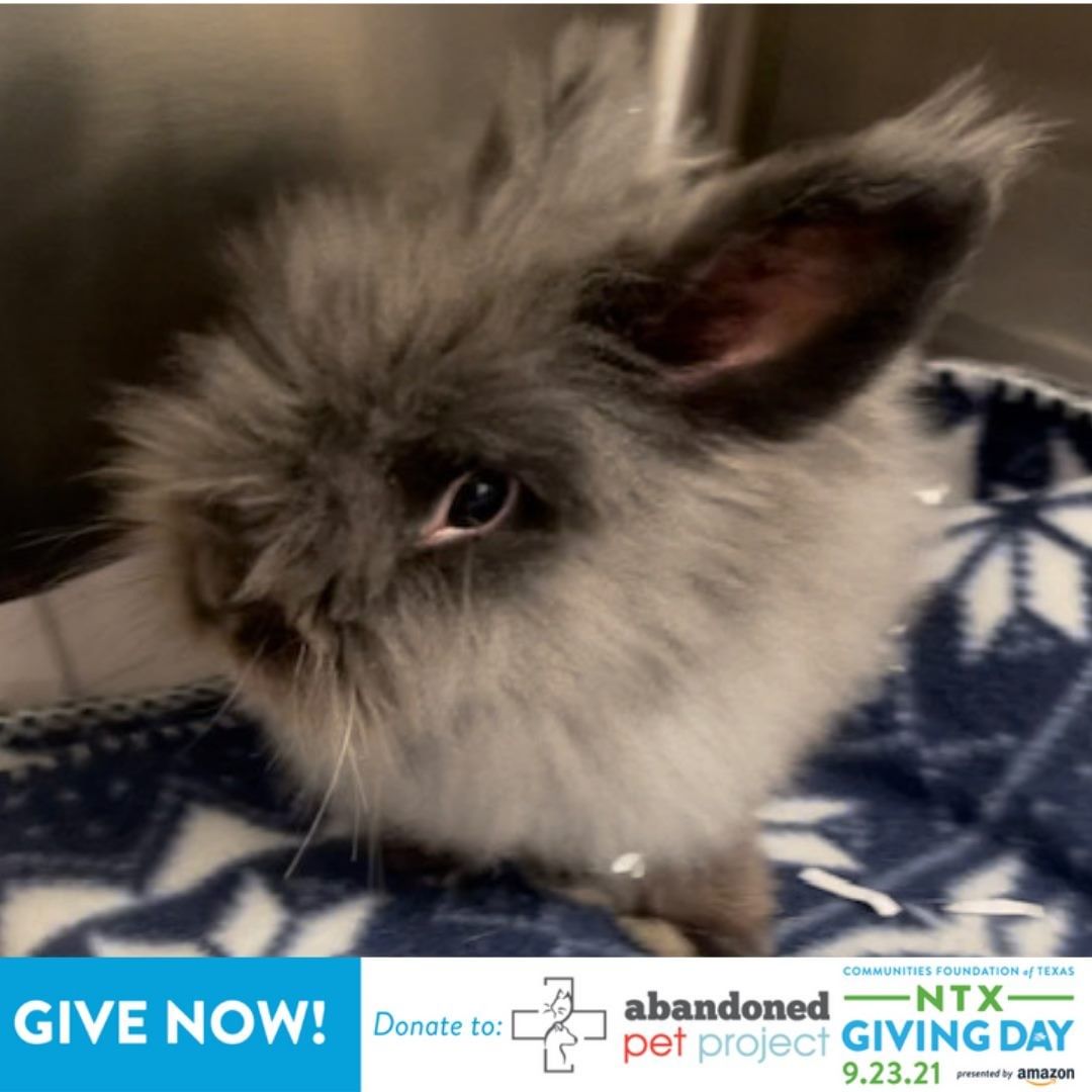 We're hopping with joy this North Texas Giving Day because we're just two hours in and have surpassed our first goal of the day of $500! Jinx here is thankful for your support as your donations help animals like her with the medical care they need, such as her matted fur, itchy skin, and healing the sores in her ears and on her legs while addressing those underlying issues. 

To help us save more lives like Jinx's, please donate today at bit.ly/APPNTxGD for your donations to go even further! <a target='_blank' href='https://www.instagram.com/explore/tags/BeTheGood/'>#BeTheGood</a> <a target='_blank' href='https://www.instagram.com/explore/tags/NTxGivingDay/'>#NTxGivingDay</a>