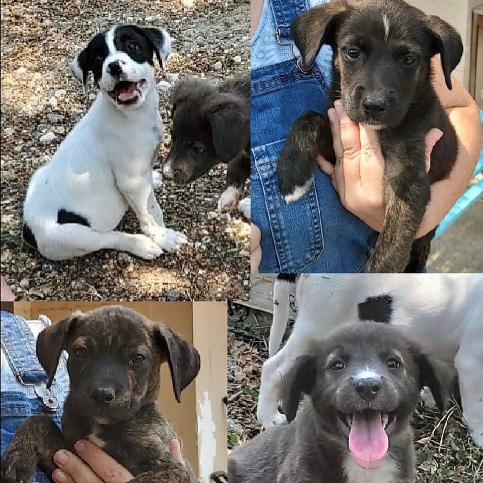 Hi Everyone! We hope to see you THIS SATURDAY, September 25, from 11-4 at the Glendale Petsmart! Address is 4300 East Alameda Ave. We have MANY NEW DOGS, PUPPIES, and KITTENS arriving this week from south Texas. Let’s welcome them to Colorado ❤️FOSTERS AND ADOPTERS NEEDED!