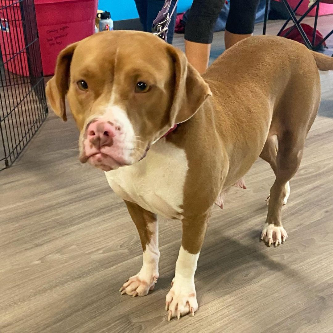 Did anyone meet Angela at our adoption event last weekend?? Angela came into rescue as a pregnant momma and gave birth to the Shadow and Bone Litter! She made an appearance at the @400paws adoption event and charmed everyone she met 💗

Angela is a 2 year old Boxer/Bully mix who is as sweet as can be! She has the silliest underbite (leading to the worst <a target='_blank' href='https://www.instagram.com/explore/tags/rbf/'>#rbf</a>) and will talk to you. She loves children, people, and gets along well with other dogs! She would love to be in a foster home as she awaits her forever🐾

Use the link in our bio to apply to FOSTER or ADOPT Angela! ☺️

<a target='_blank' href='https://www.instagram.com/explore/tags/adoptdontshop/'>#adoptdontshop</a> <a target='_blank' href='https://www.instagram.com/explore/tags/opttoadopt/'>#opttoadopt</a> <a target='_blank' href='https://www.instagram.com/explore/tags/dontbreedorbuy/'>#dontbreedorbuy</a> <a target='_blank' href='https://www.instagram.com/explore/tags/dogsofinstagram/'>#dogsofinstagram</a> <a target='_blank' href='https://www.instagram.com/explore/tags/dogsofig/'>#dogsofig</a> <a target='_blank' href='https://www.instagram.com/explore/tags/dontbullymybreed/'>#dontbullymybreed</a> <a target='_blank' href='https://www.instagram.com/explore/tags/adoption/'>#adoption</a> <a target='_blank' href='https://www.instagram.com/explore/tags/adoptable/'>#adoptable</a> <a target='_blank' href='https://www.instagram.com/explore/tags/foster/'>#foster</a> <a target='_blank' href='https://www.instagram.com/explore/tags/dogsarelife/'>#dogsarelife</a> <a target='_blank' href='https://www.instagram.com/explore/tags/fosterdog/'>#fosterdog</a> <a target='_blank' href='https://www.instagram.com/explore/tags/fosterdogsofinstagram/'>#fosterdogsofinstagram</a> <a target='_blank' href='https://www.instagram.com/explore/tags/ilovedogs/'>#ilovedogs</a> <a target='_blank' href='https://www.instagram.com/explore/tags/pensacola/'>#pensacola</a> <a target='_blank' href='https://www.instagram.com/explore/tags/foley/'>#foley</a> <a target='_blank' href='https://www.instagram.com/explore/tags/mobile/'>#mobile</a> <a target='_blank' href='https://www.instagram.com/explore/tags/daphne/'>#daphne</a> <a target='_blank' href='https://www.instagram.com/explore/tags/gulfcoast/'>#gulfcoast</a> <a target='_blank' href='https://www.instagram.com/explore/tags/dogsofpensacola/'>#dogsofpensacola</a> <a target='_blank' href='https://www.instagram.com/explore/tags/fosterssavelives/'>#fosterssavelives</a> <a target='_blank' href='https://www.instagram.com/explore/tags/puppiesofig/'>#puppiesofig</a> <a target='_blank' href='https://www.instagram.com/explore/tags/babypuppies/'>#babypuppies</a> <a target='_blank' href='https://www.instagram.com/explore/tags/fosterpuppies/'>#fosterpuppies</a> <a target='_blank' href='https://www.instagram.com/explore/tags/boxermix/'>#boxermix</a>