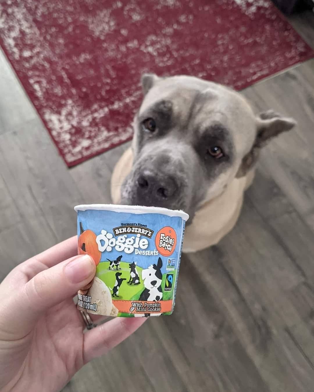 Buster alumni Willow really hit the jack pot 💵 with her furever home 🏡. Toys and puppy 🐶 ice cream are a regular occurrence.  We are so glad her furever home loves 💘 her so much!
<a target='_blank' href='https://www.instagram.com/explore/tags/thebusterfoundation/'>#thebusterfoundation</a>
<a target='_blank' href='https://www.instagram.com/explore/tags/busteralumni/'>#busteralumni</a>
<a target='_blank' href='https://www.instagram.com/explore/tags/pitbull/'>#pitbull</a>
<a target='_blank' href='https://www.instagram.com/explore/tags/pitbullsofinstagram/'>#pitbullsofinstagram</a>
<a target='_blank' href='https://www.instagram.com/explore/tags/pitbulladvocate/'>#pitbulladvocate</a>
<a target='_blank' href='https://www.instagram.com/explore/tags/bullybreed/'>#bullybreed</a>
<a target='_blank' href='https://www.instagram.com/explore/tags/dontbullymybreed/'>#dontbullymybreed</a>
<a target='_blank' href='https://www.instagram.com/explore/tags/canecorsogram/'>#canecorsogram</a>
<a target='_blank' href='https://www.instagram.com/explore/tags/canecorsosofinstagram/'>#canecorsosofinstagram</a>
<a target='_blank' href='https://www.instagram.com/explore/tags/adoptthecropped/'>#adoptthecropped</a>