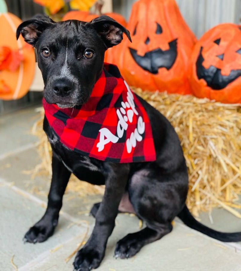 Marshall is a sweetie pie💙 He’s about 14-16 weeks old and was rescued from a NC shelter. 
Marshall is big cuddle bug!! He loves being held, being with you, and snuggling with you… He will just melt in your arms! Marshall has fun exploring in the yard and playing with his foster’s dogs🐶 He is the perfect combo of playful and calm. And he’s even okay with his foster’s cat🐱 
This smart puppy already knows some commands, he sleeps though the night without accidents, and he is working on house training.
You will not meet a sweeter pup! Marshall is ready to start his journey to a happy life. Is it with you? Please email FureverHomeDogRescue@gmail.com for an adoption application. 
www.FHDR.petfinder.com
<a target='_blank' href='https://www.instagram.com/explore/tags/fureverhomedogrescue/'>#fureverhomedogrescue</a> <a target='_blank' href='https://www.instagram.com/explore/tags/fhdr/'>#fhdr</a> <a target='_blank' href='https://www.instagram.com/explore/tags/rescuepup/'>#rescuepup</a> <a target='_blank' href='https://www.instagram.com/explore/tags/pupforadoption/'>#pupforadoption</a> <a target='_blank' href='https://www.instagram.com/explore/tags/adoptdontshop/'>#adoptdontshop</a> <a target='_blank' href='https://www.instagram.com/explore/tags/fureverhomeneeded/'>#fureverhomeneeded</a>