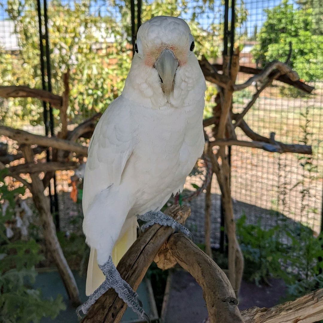 This boy has one of the most unique personalities with lots of quirky habits, he really dislikes men but he is so, so loveable with all the ladies. He is very vocal about his emotions and is definitely an advanced level bird, but for the perfect patient lady up for a little challenge the love he has in him to show to his people is beyond compare. We know there is a special home out there for him, and he will be patiently waiting for his right forever person to find him.  <a target='_blank' href='https://www.instagram.com/explore/tags/cockatoo/'>#cockatoo</a> <a target='_blank' href='https://www.instagram.com/explore/tags/goffincockatoo/'>#goffincockatoo</a> <a target='_blank' href='https://www.instagram.com/explore/tags/bird/'>#bird</a> <a target='_blank' href='https://www.instagram.com/explore/tags/parrot/'>#parrot</a> <a target='_blank' href='https://www.instagram.com/explore/tags/rescueanimals/'>#rescueanimals</a> <a target='_blank' href='https://www.instagram.com/explore/tags/rescuebird/'>#rescuebird</a> <a target='_blank' href='https://www.instagram.com/explore/tags/saveallanimals/'>#saveallanimals</a> <a target='_blank' href='https://www.instagram.com/explore/tags/protectallanimals/'>#protectallanimals</a> <a target='_blank' href='https://www.instagram.com/explore/tags/loveallanimals/'>#loveallanimals</a> <a target='_blank' href='https://www.instagram.com/explore/tags/oneloveanimalrescueandsanctuary/'>#oneloveanimalrescueandsanctuary</a> <a target='_blank' href='https://www.instagram.com/explore/tags/goffin/'>#goffin</a>