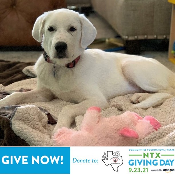 Today is North Texas Giving Day, our largest annual fundraiser. Bella was found on the side of the road with a gaping wound on her leg. A Good Samaritan reached out to TBC for help and we were able to get the sweet girl to a veterinarian. After emergency care, her leg was determined to be shattered.  We could not save her leg but WE SAVED HER LIFE.  Bella spent two weeks at the Vet’s office with excellent care and we were lucky enough to find her a foster home. She is a darling girl that has adjusted well without her back leg and has already  been promised a forever home by a special couple in NY, who will be driving down to pick her up in just a few weeks.

With your generosity, we created another positive outcome for a pup with no chance to survive.  She will have better tomorrows because together we SAVE MORE LIVES.

Please donate today, so that we can give hope for the needy tomorrow.

https://www.northtexasgivingday.org/texas-best-choices-animal-rescue