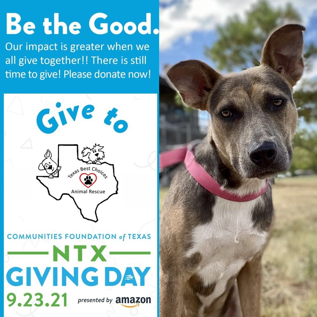 Join thousands of donors that have given to North Texas non-profit organizations during <a target='_blank' href='https://www.instagram.com/explore/tags/NTxGivingDay2021/'>#NTxGivingDay2021</a> and show them how to <a target='_blank' href='https://www.instagram.com/explore/tags/BeTheGood/'>#BeTheGood</a>! Haven't had a chance to give yet? There's still time!! Click here to give to Texas Best Choices Animal Rescue now: https://www.northtexasgivingday.org/texas-best-choices-animal-rescue