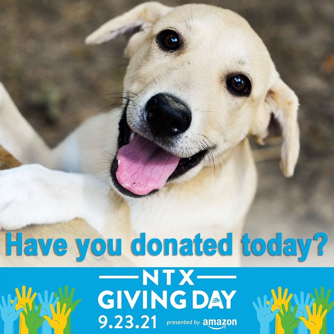 We are a small non-profit organization that saves hundreds of dogs each year. We receive no county, state or government funding of any kind. We strictly rely on donations from people like YOU. We are asking for your support TODAY, during <a target='_blank' href='https://www.instagram.com/explore/tags/NTxGivingDay2021/'>#NTxGivingDay2021</a>, so that we can continue to help dogs that are abandoned, hurt, neglected and no longer wanted find a new loving home. Please donate TODAY at this link:

https://www.northtexasgivingday.org/texas-best-choices-animal-rescue