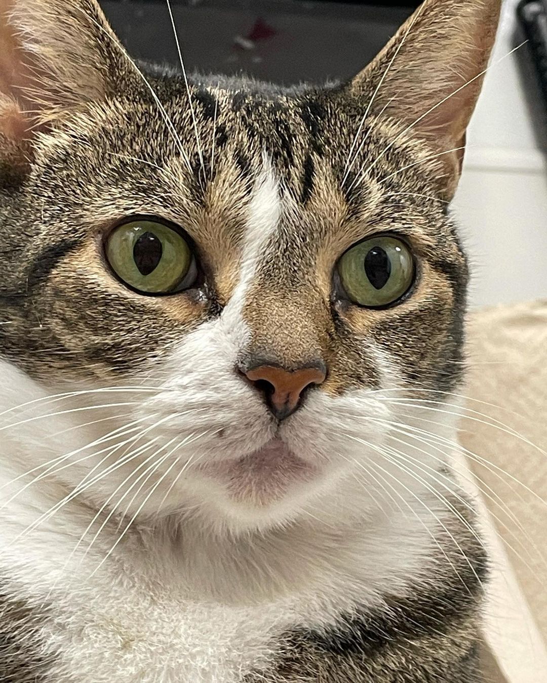 Here’s a familiar face! Miss Joy is still at our Tyrone location after over 2 whole months! This sassy girl deserves a loving home, especially one that can love and appreciate her big personality. She’s the softest and cutest little explorer out there😸❤️
~
~
~
<a target='_blank' href='https://www.instagram.com/explore/tags/cats/'>#cats</a> <a target='_blank' href='https://www.instagram.com/explore/tags/adoption/'>#adoption</a> <a target='_blank' href='https://www.instagram.com/explore/tags/kitty/'>#kitty</a> <a target='_blank' href='https://www.instagram.com/explore/tags/kittysofinstagram/'>#kittysofinstagram</a> <a target='_blank' href='https://www.instagram.com/explore/tags/catadoption/'>#catadoption</a> <a target='_blank' href='https://www.instagram.com/explore/tags/catshelter/'>#catshelter</a>