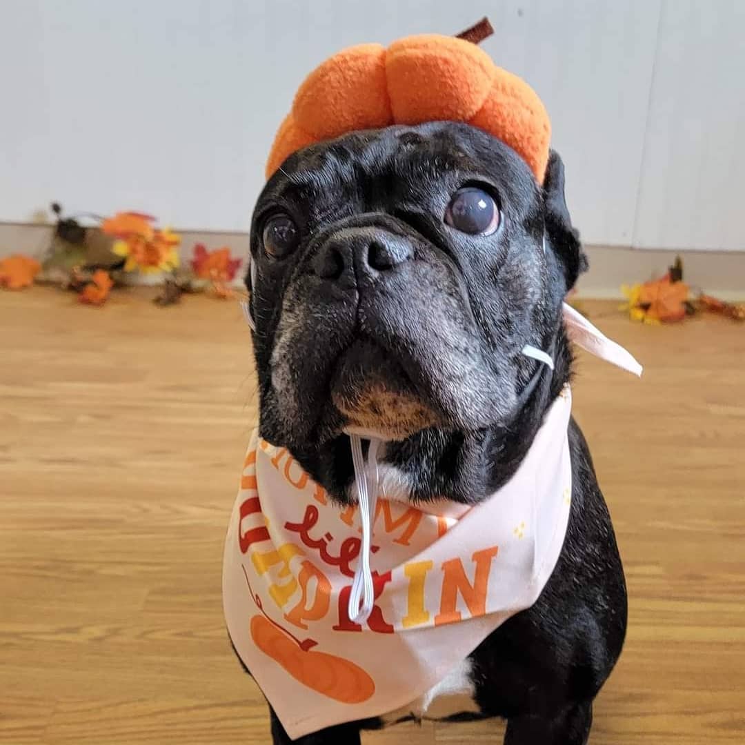 Happy First Day of Fall!! 

<a target='_blank' href='https://www.instagram.com/explore/tags/firstdayoffall/'>#firstdayoffall</a> <a target='_blank' href='https://www.instagram.com/explore/tags/shelterpets/'>#shelterpets</a> <a target='_blank' href='https://www.instagram.com/explore/tags/adoptablepets/'>#adoptablepets</a> <a target='_blank' href='https://www.instagram.com/explore/tags/cats/'>#cats</a> <a target='_blank' href='https://www.instagram.com/explore/tags/fog/'>#fog</a> <a target='_blank' href='https://www.instagram.com/explore/tags/adoptdontshop/'>#adoptdontshop</a> <a target='_blank' href='https://www.instagram.com/explore/tags/cute/'>#cute</a>