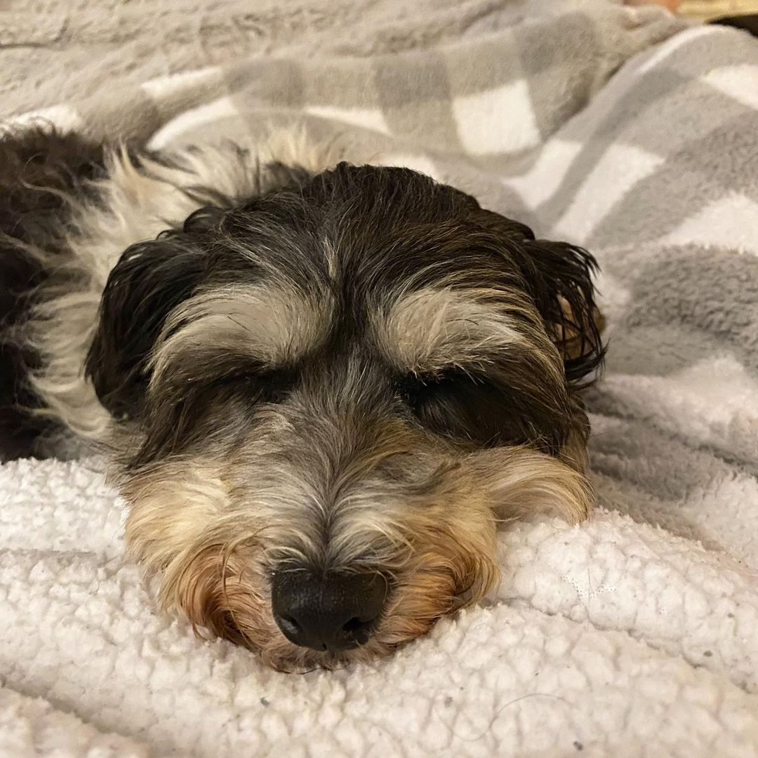 People constantly ask us “how long does it take for a dog to adjust”. Honestly, depends on the dog. There is not magic ball to predict their timeline. But we can always say that when they do, it’s the best feeling ever. Successful rescue owners are the ones with the most patience and understanding. 💕

Do you have that? Complete an application today to experience this rewarding feeling: https://www.nelroserescue.org/forms.html