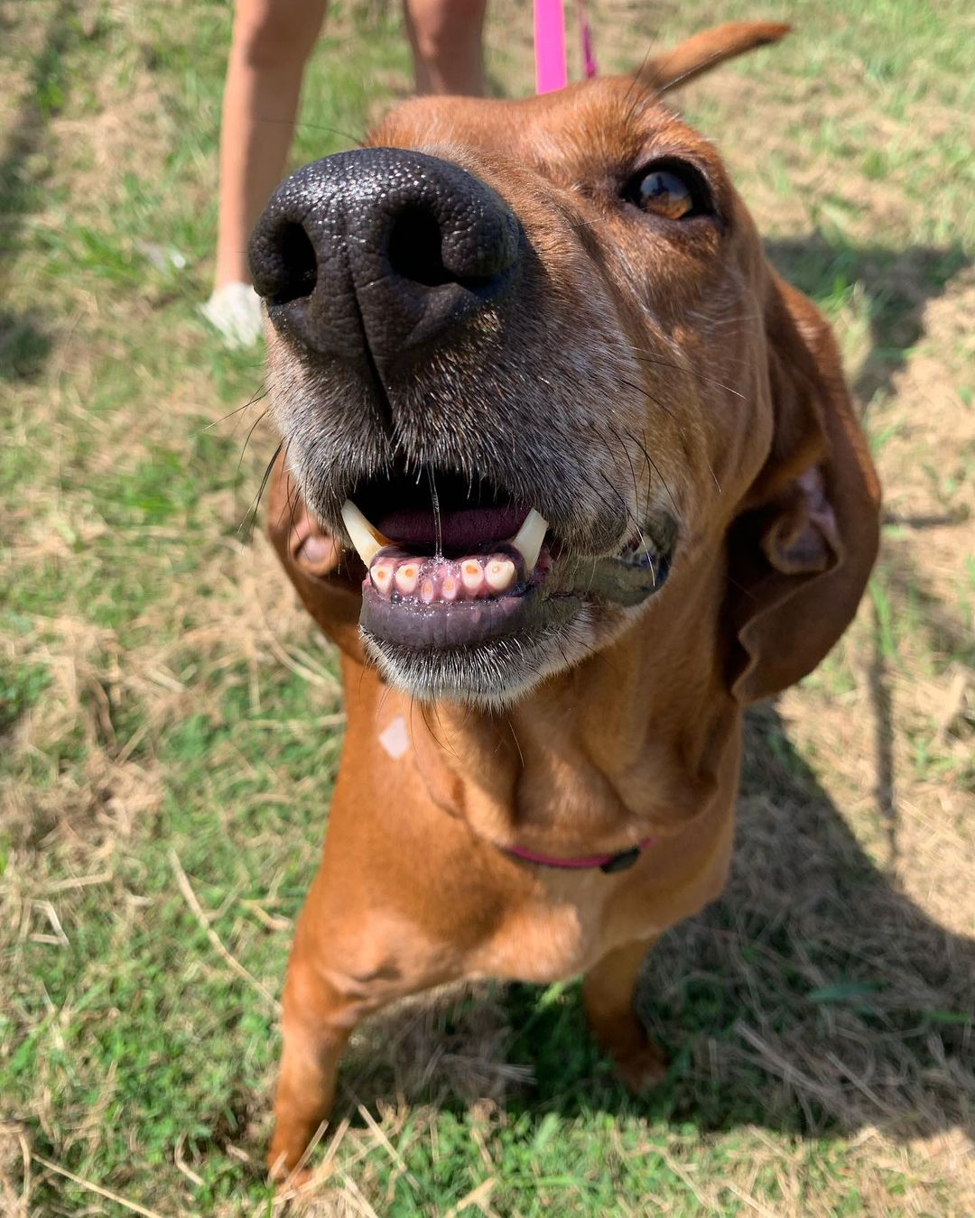 Our sweet Lu is moving to Cali 🌅

She hitched a ride with Helpless Hounds Rescue. A HUGE thank you to them!! Lulu will be joining Priceless Pet Rescue in California. 

We will miss her dearly, but we are so happy for Lulu’s relocation and look forward to her adoption updates! Happy life sweetheart 💕