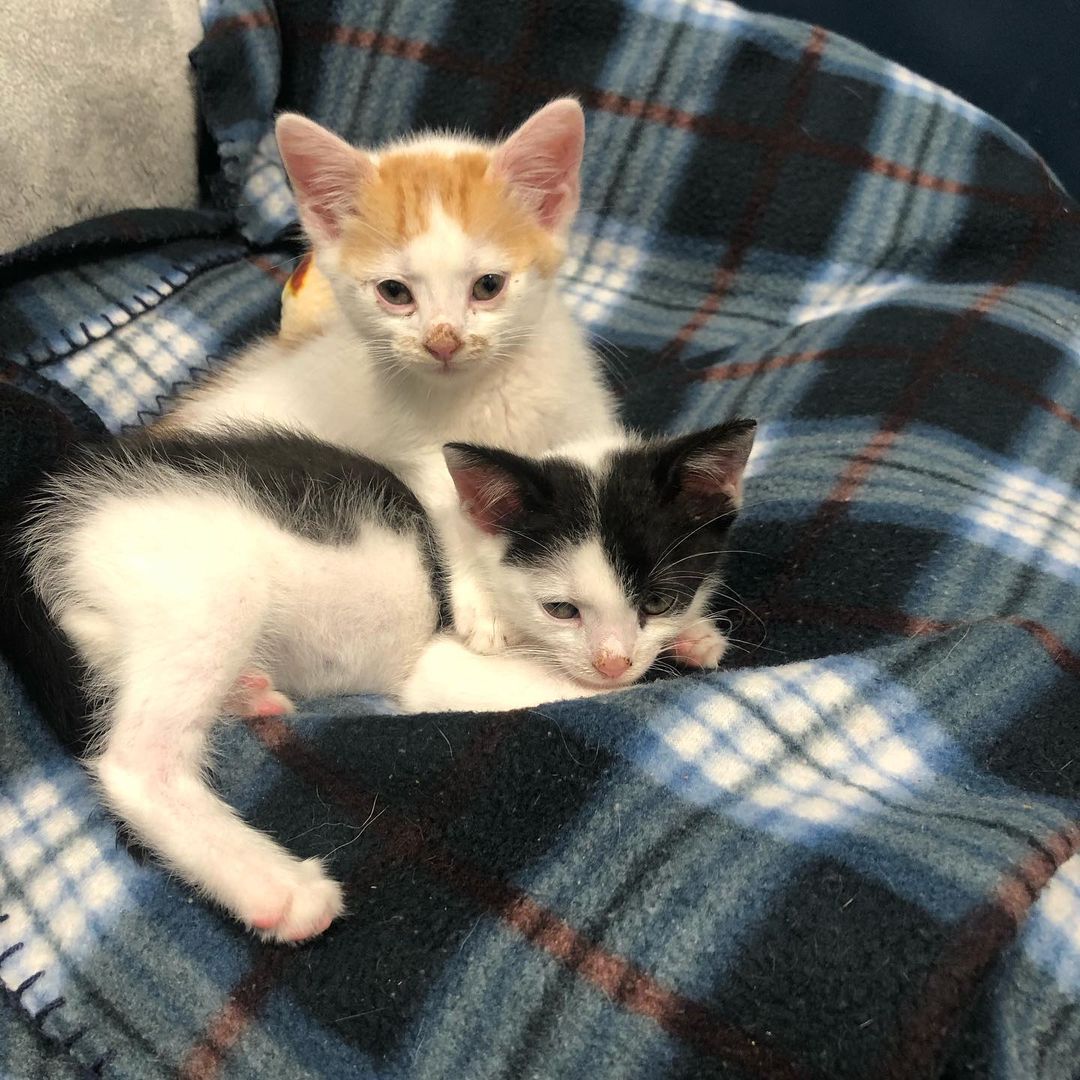 Cute little babies dumped outside. However they are just the sweetest and our gain :)) 
<a target='_blank' href='https://www.instagram.com/explore/tags/peopleneedtostopdumpinganimals/'>#peopleneedtostopdumpinganimals</a><a target='_blank' href='https://www.instagram.com/explore/tags/animalabuseawareness/'>#animalabuseawareness</a> 
<a target='_blank' href='https://www.instagram.com/explore/tags/kittensofinstagram/'>#kittensofinstagram</a>