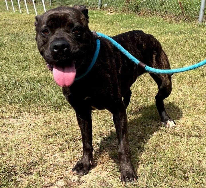 Uni (A014696) is a stunning dark brindle 2 year old female American Bulldog Mix. This gentile and affectionate girl is the perfect size at 40lbs. She loves being  out with staff and seeing what you're up to. She likes to follow people in hopes they will toss her a couple more pets and walks very well on a leash. She came into the shelter as a stray, so we unfortunately do not have any background information on her, but she has been wonderful here at the shelter. She really enjoys treats and will work for snacks! This makes her easily trainable! If you're just looking for a sweet pup that enjoys your company, Uni is the girl for you! 

To see more photos of Uni, visit her photo album at: https://albumizr.com/a/-gom

If you are interested in adopting Uni or any of our amazing pets here at Guilford County Animal Services, please reach out to us via phone at 336-641-3401, via text at 336-601-7552, or by visiting our website at http://petadoption.guilfordcountync.gov. 

If you are interested in fostering any of our pets, please reach out to our Foster Coordinator at kfederico@guilfordcountync.gov

If you are a rescue that is interested in becoming a transfer partner, please reach out to our Rescue Cordinator at rescue@guilfordcountync.gov

<a target='_blank' href='https://www.instagram.com/explore/tags/shelterspotlight/'>#shelterspotlight</a> <a target='_blank' href='https://www.instagram.com/explore/tags/adoptadog/'>#adoptadog</a> <a target='_blank' href='https://www.instagram.com/explore/tags/dogadoption/'>#dogadoption</a> <a target='_blank' href='https://www.instagram.com/explore/tags/shelterpetsofinstagram/'>#shelterpetsofinstagram</a>