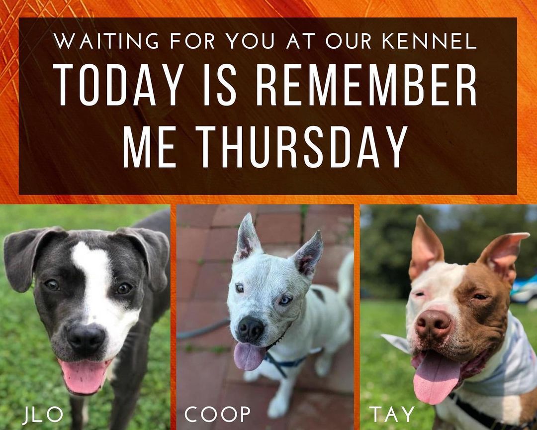 On September 23, 2021, the entire world shares the importance of pet adoption, and shines a light on all orphan pets waiting in shelters and rescues. 

Below are the pups waiting for their forever homes at our kennel and we also have a few in foster homes waiting for their forever families to find them. Please check them out 
https://www.petfinder.com/search/pets-for-adoption/?shelter_id%5B0%5D=MD86&sort%5B0%5D=recently_added.  <a target='_blank' href='https://www.instagram.com/explore/tags/shelterdog/'>#shelterdog</a> <a target='_blank' href='https://www.instagram.com/explore/tags/adoptdontshop/'>#adoptdontshop</a> <a target='_blank' href='https://www.instagram.com/explore/tags/endbsl/'>#endbsl</a>🚫 <a target='_blank' href='https://www.instagram.com/explore/tags/dogsofinstagram/'>#dogsofinstagram</a> <a target='_blank' href='https://www.instagram.com/explore/tags/pitbullsofinstagram/'>#pitbullsofinstagram</a> <a target='_blank' href='https://www.instagram.com/explore/tags/dontbullymybreed/'>#dontbullymybreed</a> <a target='_blank' href='https://www.instagram.com/explore/tags/rescuedogsrock/'>#rescuedogsrock</a>