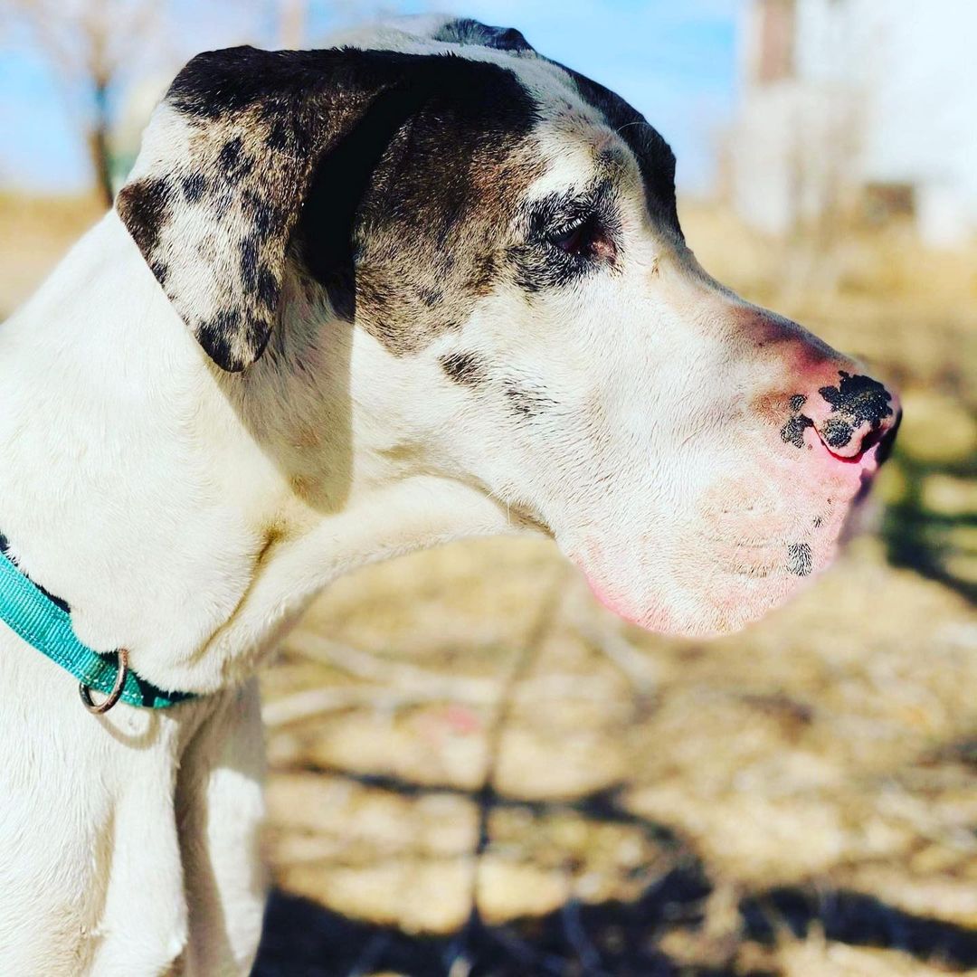 Hello Dane fans. My name is Tate and I am ready to find my forever throne!

Just to be clear, I am a four year old ALPHA MALE DANE. As such, I will be in charge over all the animals that reside in your kingdom. There can only be one ALPHA DANE per household.  I need an owner who will be the ALPHA HUMAN over me, otherwise I will be your ALPHA and that is not a good plan.

I get along well with all dogs and am house and crate trained. No kids under fifteen for me, I am more of an adults kind of guy. I am fully vetted, vaccinated and microchipped.

The folks here want us in training within FIFTEEN days of my adoption. Basic training is essential for us to learn about each other and to help me become a well mannered adult GREAT Dane! We will be successful if we both understand how to communicate with each other:)

For more information about our adoption process and an application please visit www.whitekissesgreatdanerescue.com

<a target='_blank' href='https://www.instagram.com/explore/tags/greatdane/'>#greatdane</a> <a target='_blank' href='https://www.instagram.com/explore/tags/dogs/'>#dogs</a> <a target='_blank' href='https://www.instagram.com/explore/tags/adoptdontshop/'>#adoptdontshop</a> <a target='_blank' href='https://www.instagram.com/explore/tags/dogsofinstagram/'>#dogsofinstagram</a> <a target='_blank' href='https://www.instagram.com/explore/tags/dog/'>#dog</a> <a target='_blank' href='https://www.instagram.com/explore/tags/greatdane/'>#greatdane</a> <a target='_blank' href='https://www.instagram.com/explore/tags/puppies/'>#puppies</a> <a target='_blank' href='https://www.instagram.com/explore/tags/cute/'>#cute</a> <a target='_blank' href='https://www.instagram.com/explore/tags/love/'>#love</a> <a target='_blank' href='https://www.instagram.com/explore/tags/family/'>#family</a> <a target='_blank' href='https://www.instagram.com/explore/tags/rescue/'>#rescue</a> <a target='_blank' href='https://www.instagram.com/explore/tags/greatdanesofinstagram/'>#greatdanesofinstagram</a> <a target='_blank' href='https://www.instagram.com/explore/tags/tuesday/'>#tuesday</a> <a target='_blank' href='https://www.instagram.com/explore/tags/holiday/'>#holiday</a> <a target='_blank' href='https://www.instagram.com/explore/tags/photooftheday/'>#photooftheday</a> <a target='_blank' href='https://www.instagram.com/explore/tags/puppy/'>#puppy</a> <a target='_blank' href='https://www.instagram.com/explore/tags/december/'>#december</a> <a target='_blank' href='https://www.instagram.com/explore/tags/holidays/'>#holidays</a> <a target='_blank' href='https://www.instagram.com/explore/tags/givingtuesday/'>#givingtuesday</a> <a target='_blank' href='https://www.instagram.com/explore/tags/adopt/'>#adopt</a>