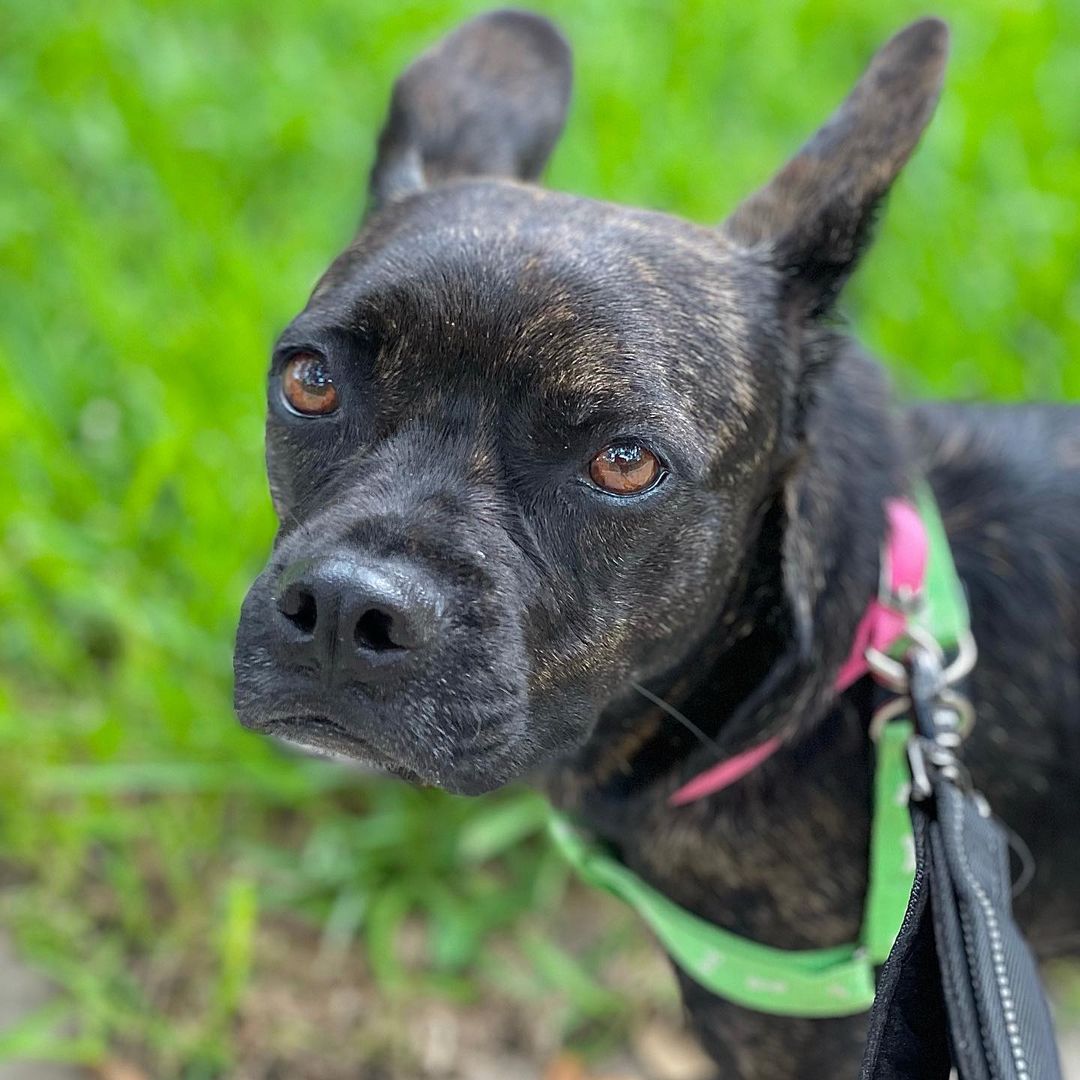 Hi Everyone! We hope to see you THIS SATURDAY, September 25, from 11-4 at the Glendale Petsmart! Address is 4300 East Alameda Ave. We have MANY NEW DOGS, PUPPIES, and KITTENS arriving this week from south Texas. Let’s welcome them to Colorado ❤️FOSTERS AND ADOPTERS NEEDED!