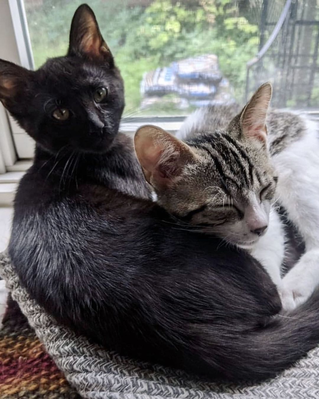 Did you know that domestic cats can reach speeds of up to 30 mph? 🏎🐾 Professional purr machines Ricky & Bobby are affectionate, playful, and available to adopt from the Ferndale Cat Shelter! Please apply on our website (ferndalecatshelter.org) if you’re interested in meeting this adorable sibling pair. (📸: @andreapeardonphotography)