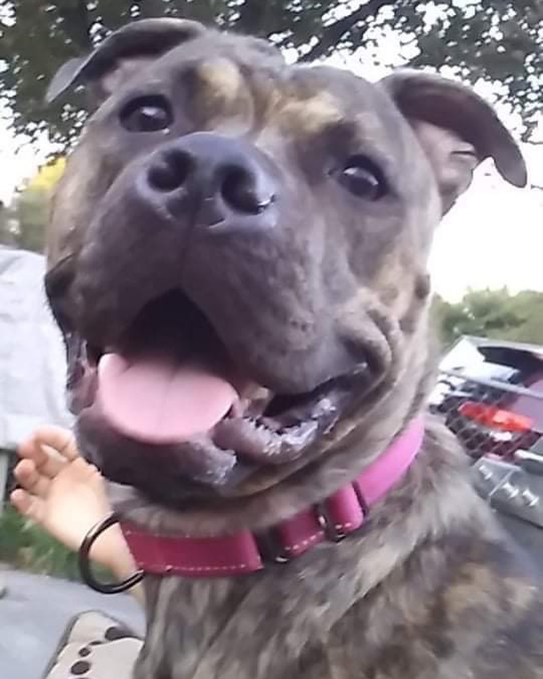 Pittsburgh, PA: meet Dora!! 

She is a 1.5 year old pittie bum looking for a new home at no fault of her own. Dora is crate trained, housebroken, and walks well with a harness. She is good with other dogs of all sizes, and is fine with calm cats but will chase cats if they run. She is also good with people and kids! She has typical pittie energy and likes to play, and also can be a snuggle butt and loves to cuddle!

Dora does still need to be spayed, which we will arrange. 

If anyone can help us by fostering this beautiful girl, or if you’re interested in foster-to-adopt, please reach out and let us know!

If y’all can please share her post we would greatly appreciate it! 🐾💙