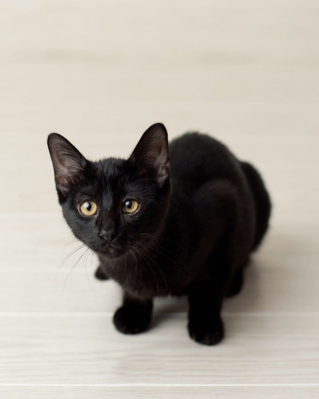 Did you know that domestic cats can reach speeds of up to 30 mph? 🏎🐾 Professional purr machines Ricky & Bobby are affectionate, playful, and available to adopt from the Ferndale Cat Shelter! Please apply on our website (ferndalecatshelter.org) if you’re interested in meeting this adorable sibling pair. (📸: @andreapeardonphotography)