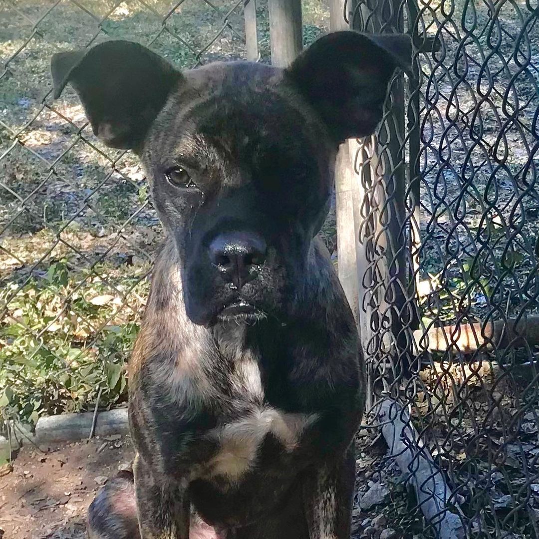 Hi Everyone! We hope to see you THIS SATURDAY, September 25, from 11-4 at the Glendale Petsmart! Address is 4300 East Alameda Ave. We have MANY NEW DOGS, PUPPIES, and KITTENS arriving this week from south Texas. Let’s welcome them to Colorado ❤️FOSTERS AND ADOPTERS NEEDED!