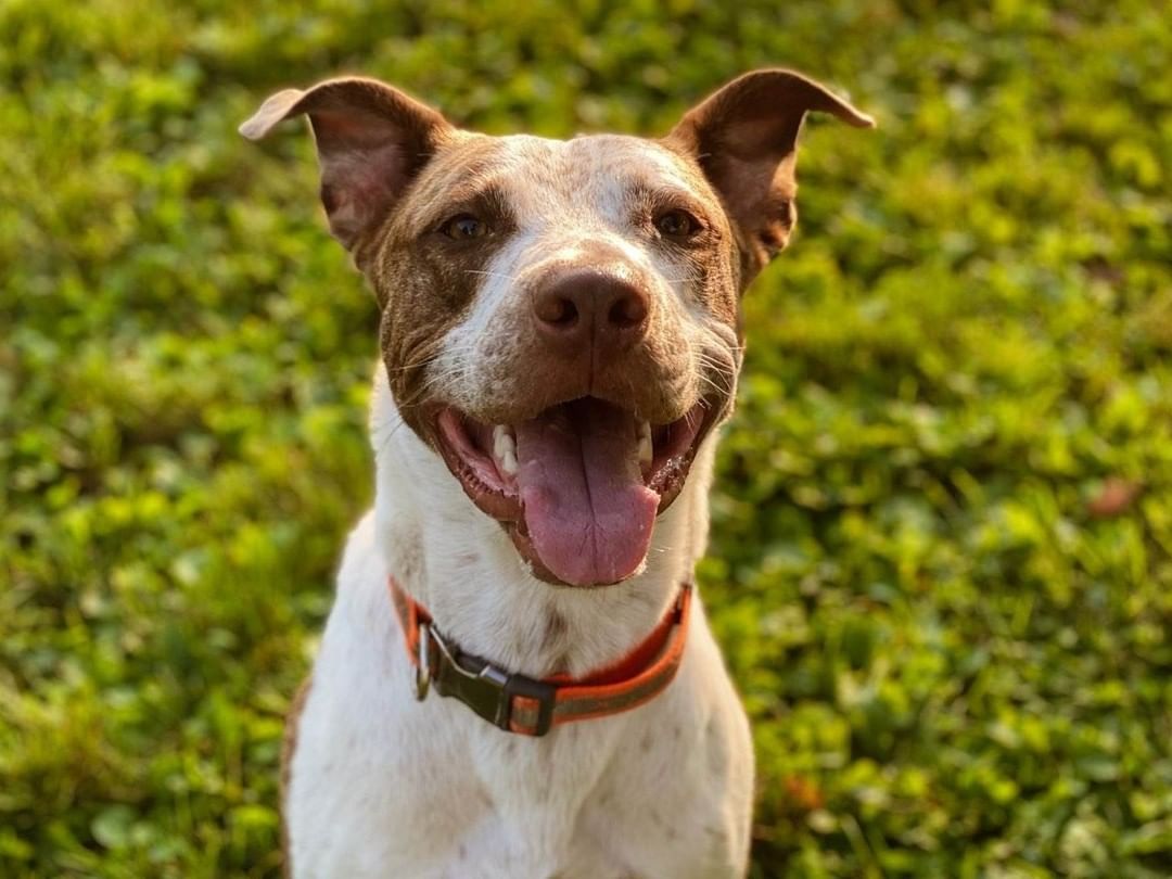 MEET ONYX 💗

Loves to SMILE 😁  Onyx is a younger pup who is very energetic, sweet and gets along with people very well!! He would require a meet and greet if you have other pets 🐕🐾

If you would like to meet Onyx call Erin at 309-368-0669 ☎️