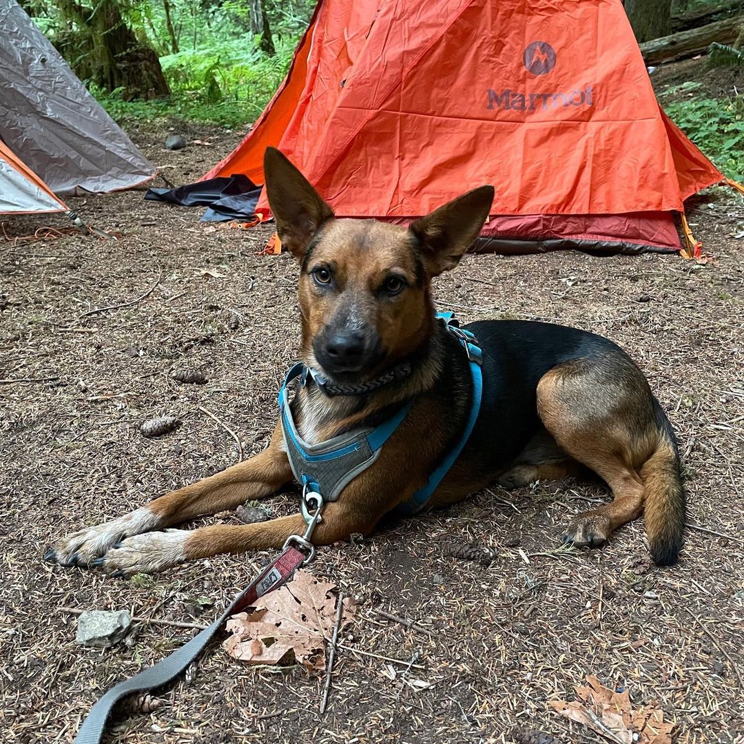 Ziggy/Icharus is celebrating 1 year in his new home! This handsome boy is a head turner and so well behaved! He's a good friend too. This CCPAL pup is living the good life and LOVED! <a target='_blank' href='https://www.instagram.com/explore/tags/ccpalrescue/'>#ccpalrescue</a> <a target='_blank' href='https://www.instagram.com/explore/tags/happilyeverafters/'>#happilyeverafters</a> <a target='_blank' href='https://www.instagram.com/explore/tags/successstories/'>#successstories</a>