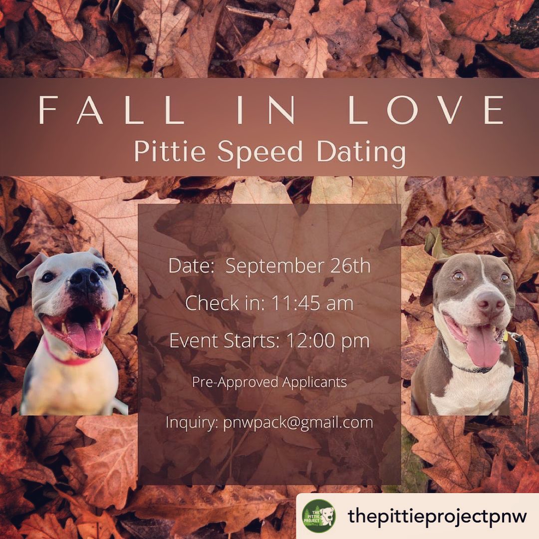 Event this Sunday! Join Ada, Milly, Luka, Jenny and 6 other adoptable cuties at the “Fall in Love” adoption event hosted by The Pittie Project NW! 🍁❤️🍁
Get your app on file and details will be sent on where to go. 
**Baby Henry will be there😍! 

<a target='_blank' href='https://www.instagram.com/explore/tags/Fallinlove/'>#Fallinlove</a> <a target='_blank' href='https://www.instagram.com/explore/tags/adoptadog/'>#adoptadog</a> <a target='_blank' href='https://www.instagram.com/explore/tags/AdoptAda/'>#AdoptAda</a> <a target='_blank' href='https://www.instagram.com/explore/tags/AdoptJenny/'>#AdoptJenny</a> <a target='_blank' href='https://www.instagram.com/explore/tags/adoptLuka/'>#adoptLuka</a> <a target='_blank' href='https://www.instagram.com/explore/tags/adoptMilly/'>#adoptMilly</a>
<a target='_blank' href='https://www.instagram.com/explore/tags/couchcuddle/'>#couchcuddle</a> <a target='_blank' href='https://www.instagram.com/explore/tags/fallhikes/'>#fallhikes</a> <a target='_blank' href='https://www.instagram.com/explore/tags/takeapuphome/'>#takeapuphome</a>