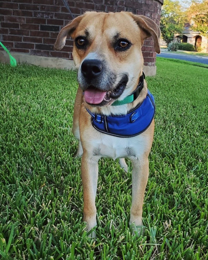 Axel is another great kid we have at HHDR that has received very little interest. This guy is amazingly friendly, loves to play with other dogs… and even sings (look at his previous video). Axel is still looking for his forever family.

Axel will be at @easytigeratx East tomorrow for Octotoberfest from 2-5pm. Come meet this amazing boy!

<a target='_blank' href='https://www.instagram.com/explore/tags/adoptdontshop/'>#adoptdontshop</a> <a target='_blank' href='https://www.instagram.com/explore/tags/rescuedog/'>#rescuedog</a> <a target='_blank' href='https://www.instagram.com/explore/tags/fosterdog/'>#fosterdog</a> <a target='_blank' href='https://www.instagram.com/explore/tags/mixedbreed/'>#mixedbreed</a> <a target='_blank' href='https://www.instagram.com/explore/tags/austintexas/'>#austintexas</a> <a target='_blank' href='https://www.instagram.com/explore/tags/dogrescue/'>#dogrescue</a> <a target='_blank' href='https://www.instagram.com/explore/tags/lookingforforeverhome/'>#lookingforforeverhome</a> <a target='_blank' href='https://www.instagram.com/explore/tags/atxshelterdogs/'>#atxshelterdogs</a> <a target='_blank' href='https://www.instagram.com/explore/tags/adoptdontshop/'>#adoptdontshop</a> <a target='_blank' href='https://www.instagram.com/explore/tags/512dogs/'>#512dogs</a> <a target='_blank' href='https://www.instagram.com/explore/tags/atxdogs/'>#atxdogs</a> <a target='_blank' href='https://www.instagram.com/explore/tags/foundmyanimal/'>#foundmyanimal</a> <a target='_blank' href='https://www.instagram.com/explore/tags/rescuedogsofinstagram/'>#rescuedogsofinstagram</a>