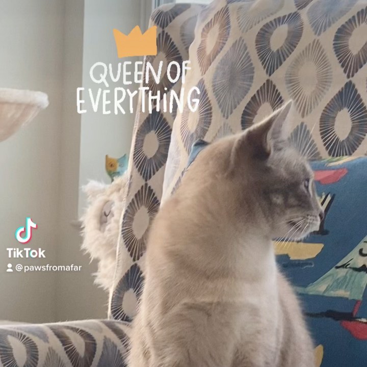 <a target='_blank' href='https://www.instagram.com/explore/tags/queenofeverything/'>#queenofeverything</a> <a target='_blank' href='https://www.instagram.com/explore/tags/cat/'>#cat</a> <a target='_blank' href='https://www.instagram.com/explore/tags/catstagram/'>#catstagram</a> <a target='_blank' href='https://www.instagram.com/explore/tags/cats/'>#cats</a> @kekedoyouneedme @pawsfromafar