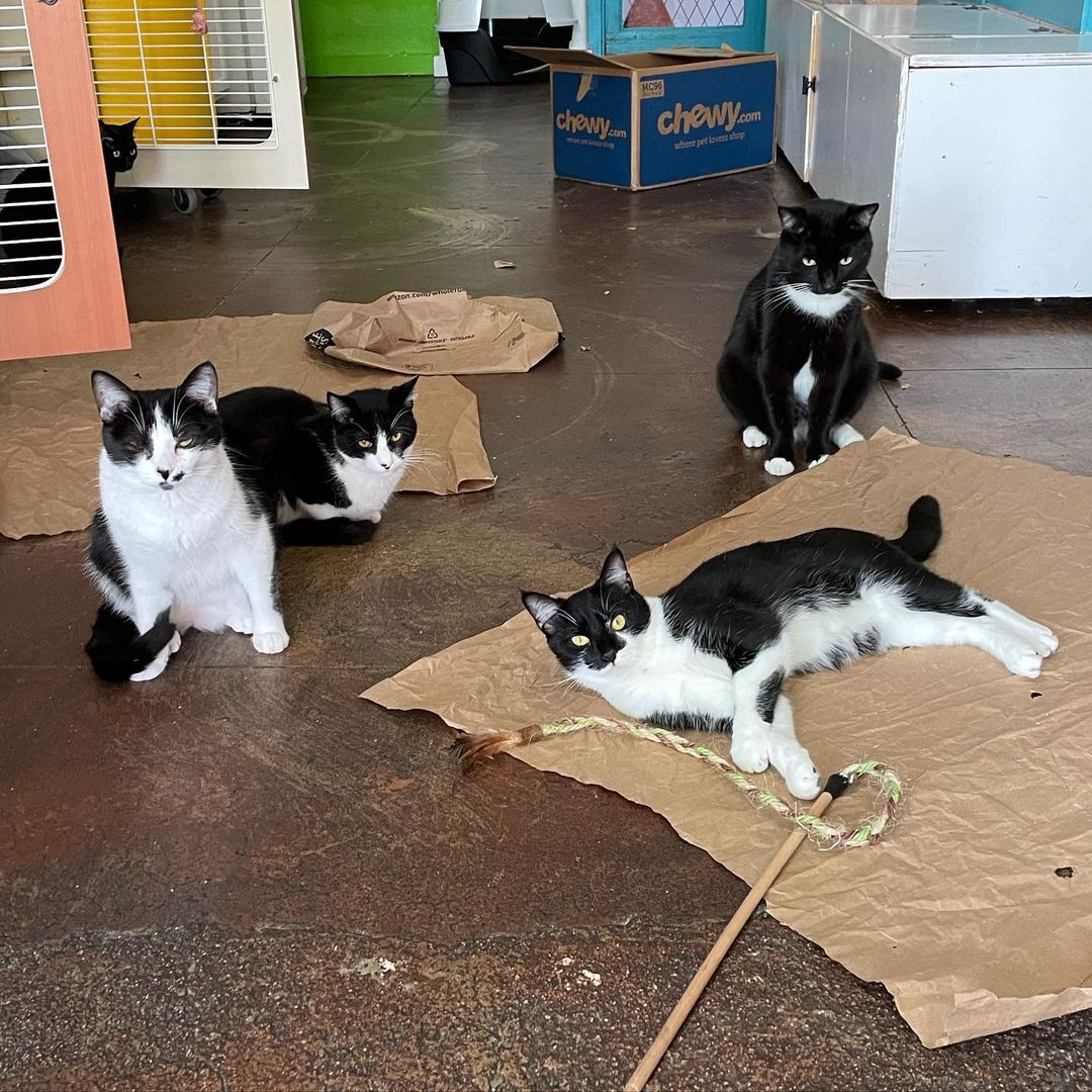 All these fancy dressed cows want you to vote for us as your favorite rescue in the @freshpet Fresh Start competition to help us with up to $12K!!! We have until September 28th and you can vote once a day per email. Help us feed, care for, and spoil these kitties and SO MANY MORE!!

Voting link in our Fresh Pet story highlight!