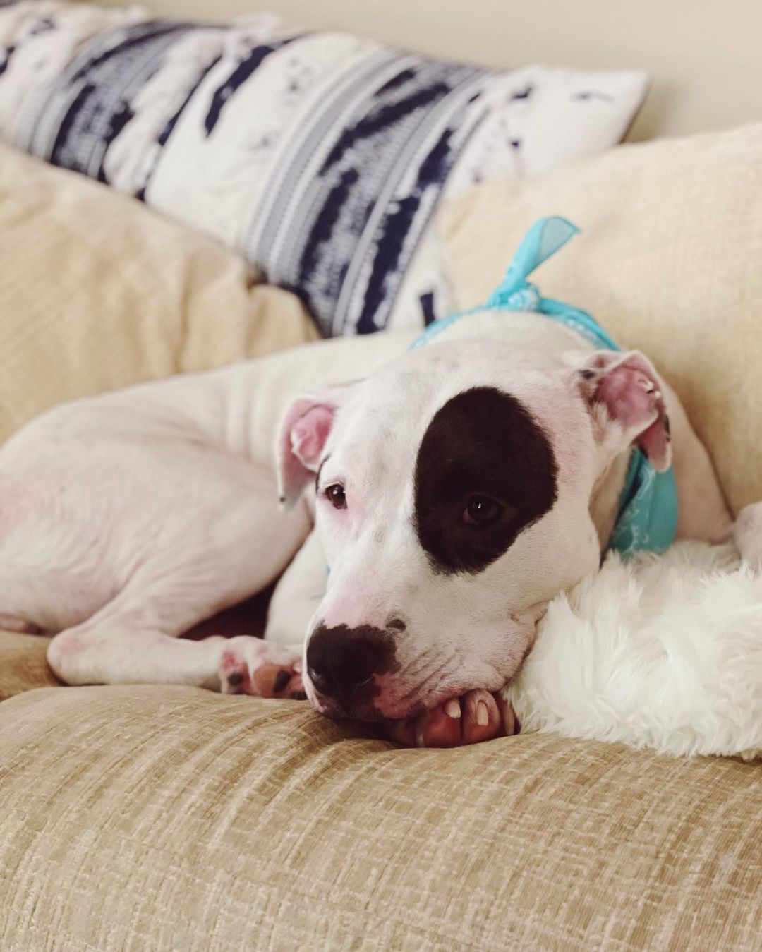 Happy Friday from the cutest pibble around! 💕

Petunia is still looking for her furever home!  If you are looking for a playful companion, who loves nothing more than to snuggle and give you kisses, Petunia is your girl💕