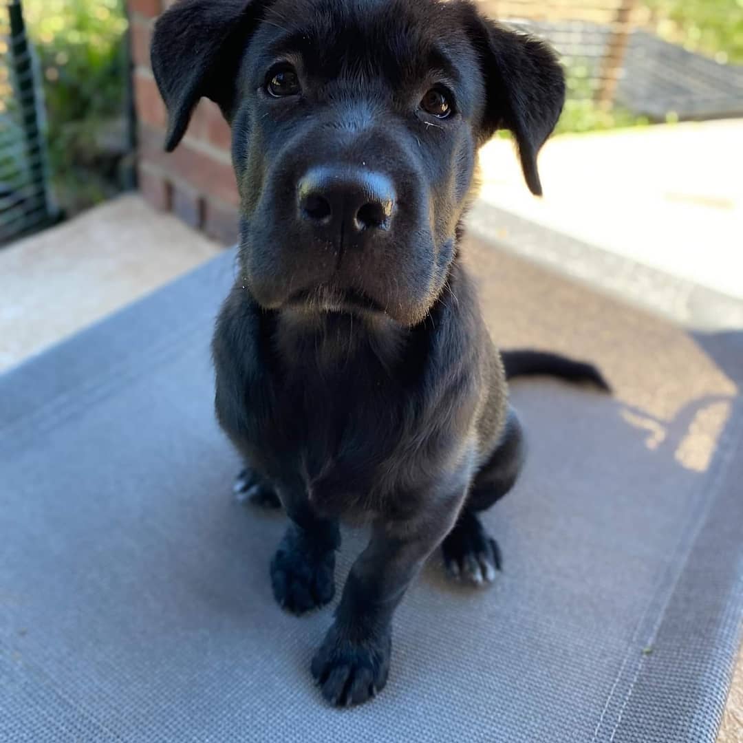 Welcome to the family! (Foster still coming up with name)

This sweet, drop dead gorgeous girl and her brother joined us last night. Originally from Del Rio area we got them from Canyon Lake Animal Shelter Society. 

This tall girl is appx 11 weeks old, 20 pounds, we were told lab mix, but we wonder about the mix as she is a big girl. She is super smart, already learned to sit. 

Her brother is on a trial with potential adopter, he asked us to find him a lab mix puppy... or he was going to go buy one from pet store!!! We acted fast searching everywhere, asking other rescues until these two fit the bill. 

We will update more as she gets settled and finds the perfect name.